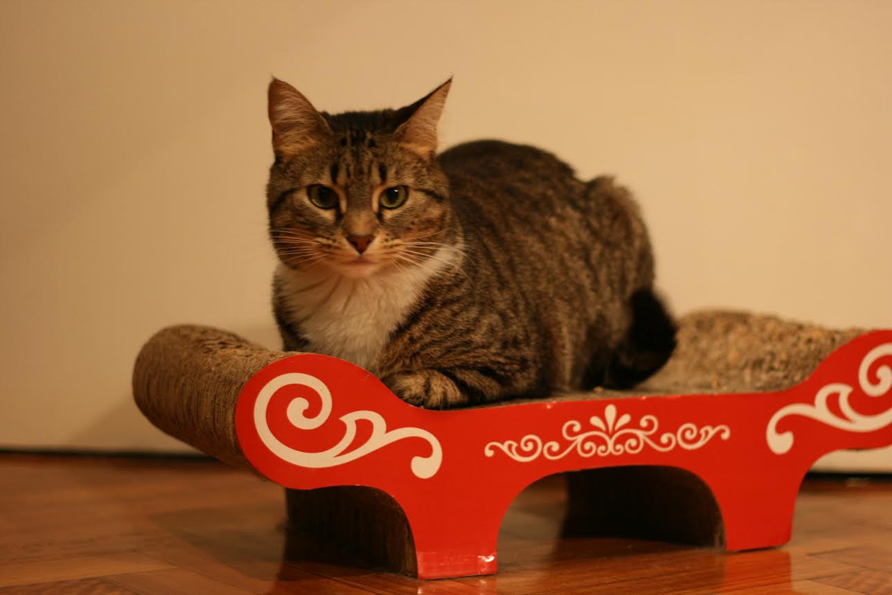 Consejos para el cuidado de tu mascota