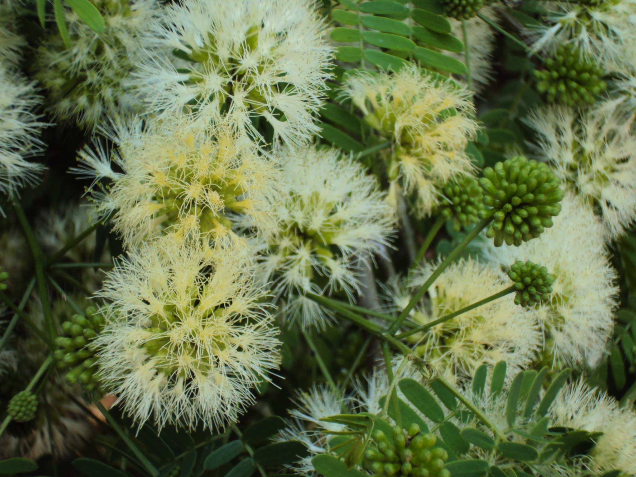Chloroleucon tenuiflorum