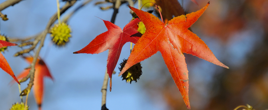 Radiografía del arbolado en Buenos Aires