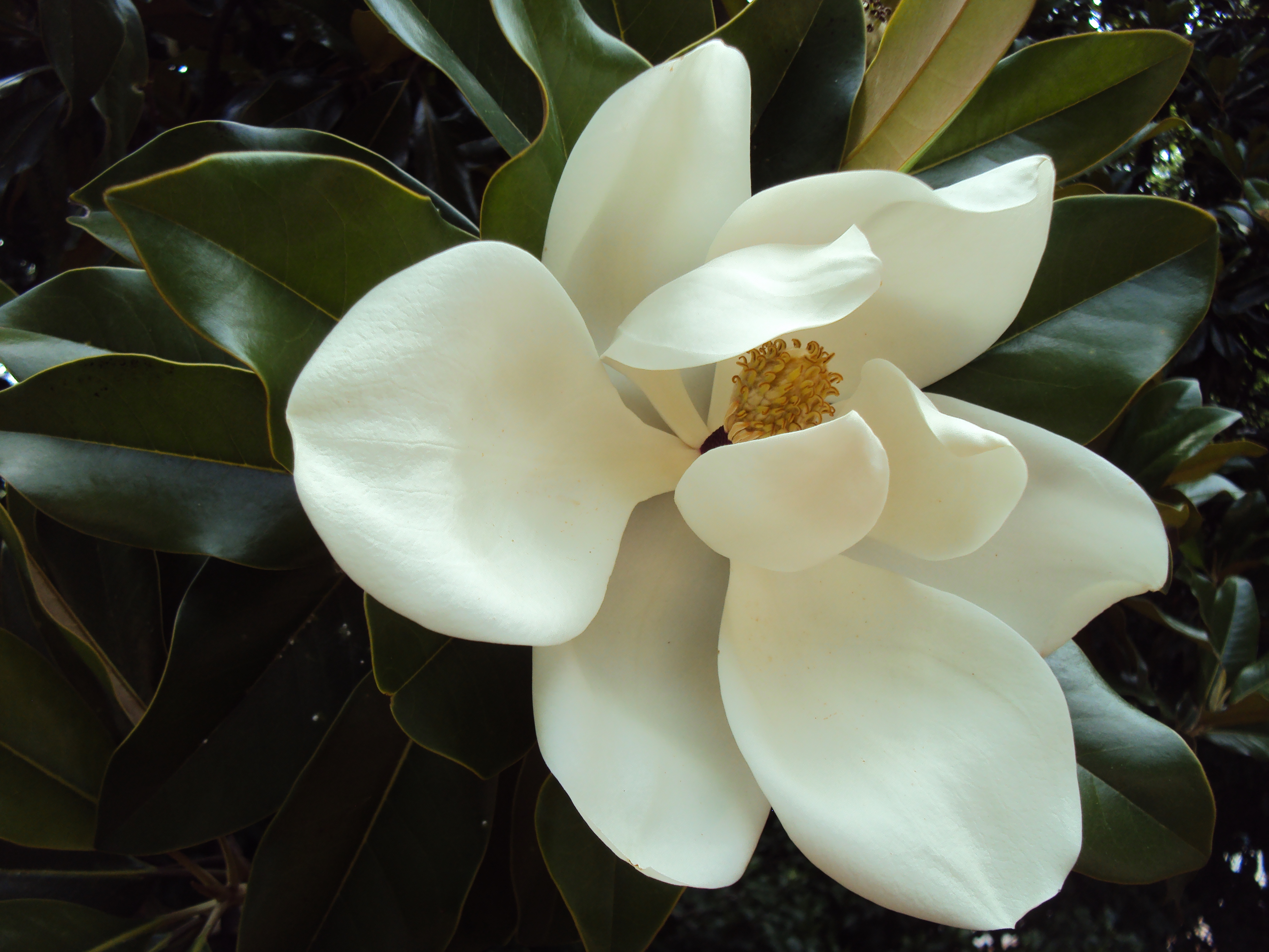 Magnolia grandiflora