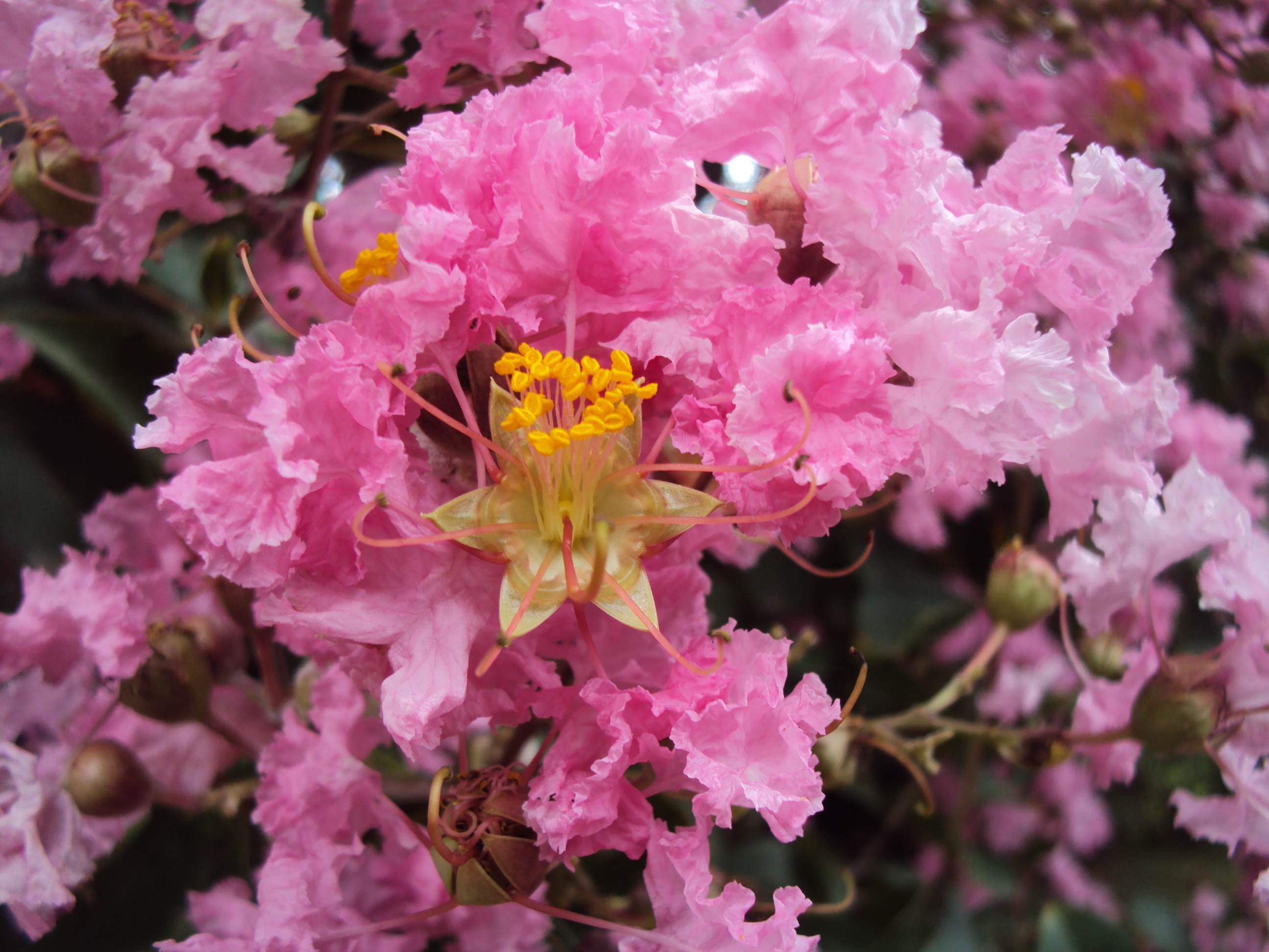 Lagerstroemia indica