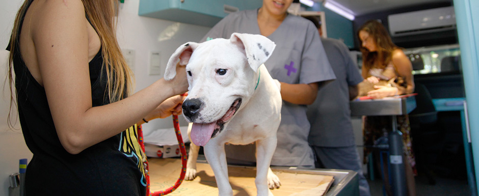24 de febrero: Día Internacional de la Esterilización de Mascotas