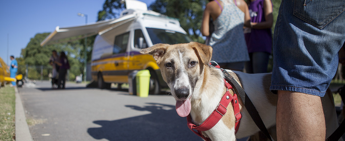 La Ciudad celebró el Día Internacional de la Esterilización de Mascotas