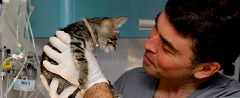 ¡Castraciones! Otra alternativa