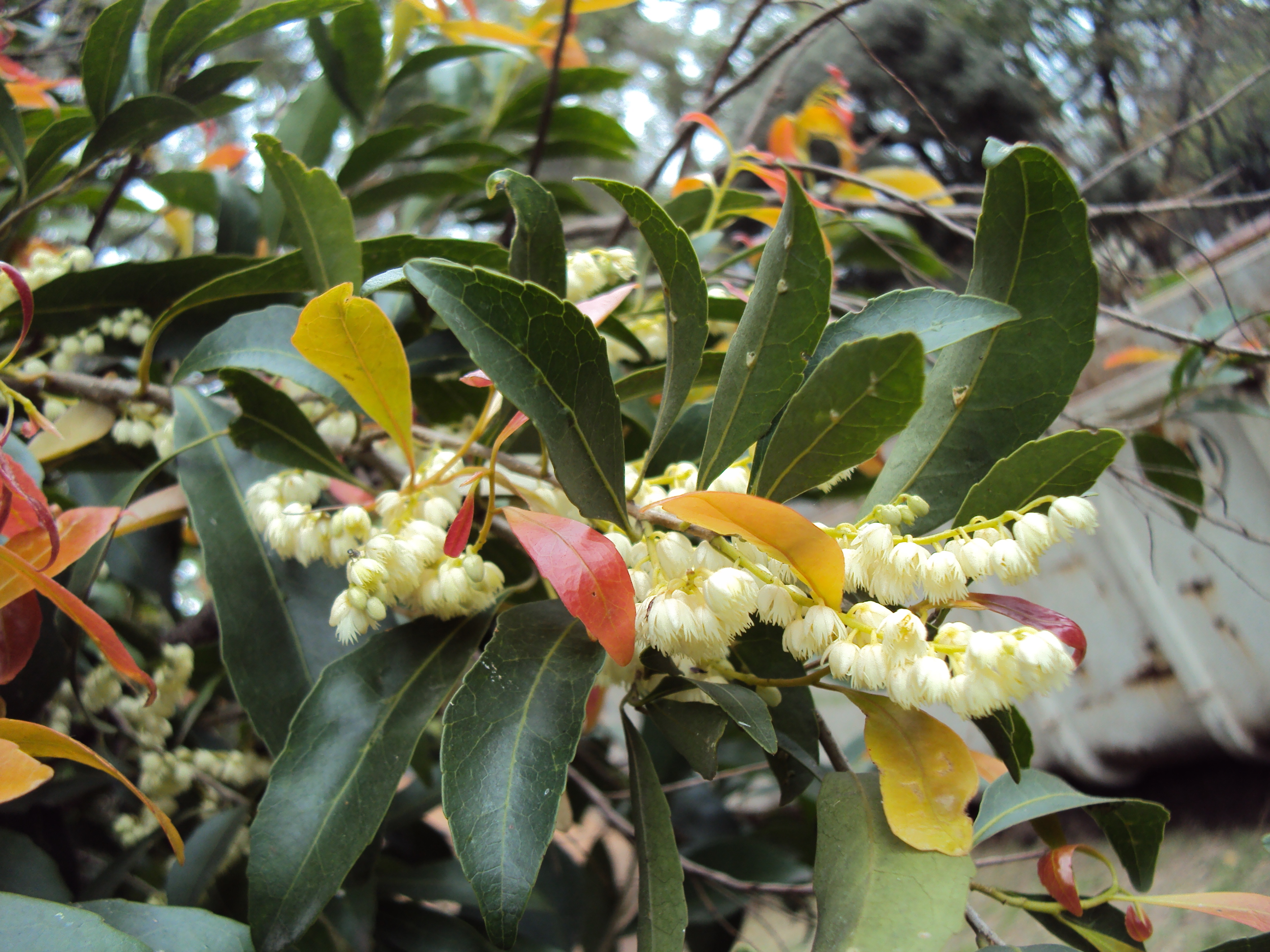 Elaeocarpus reticulatus 