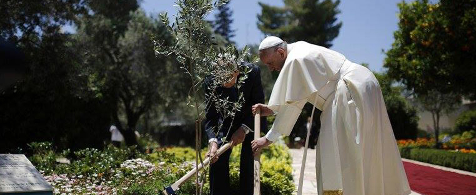 Un Olivo del Papa Francisco en Pompeya