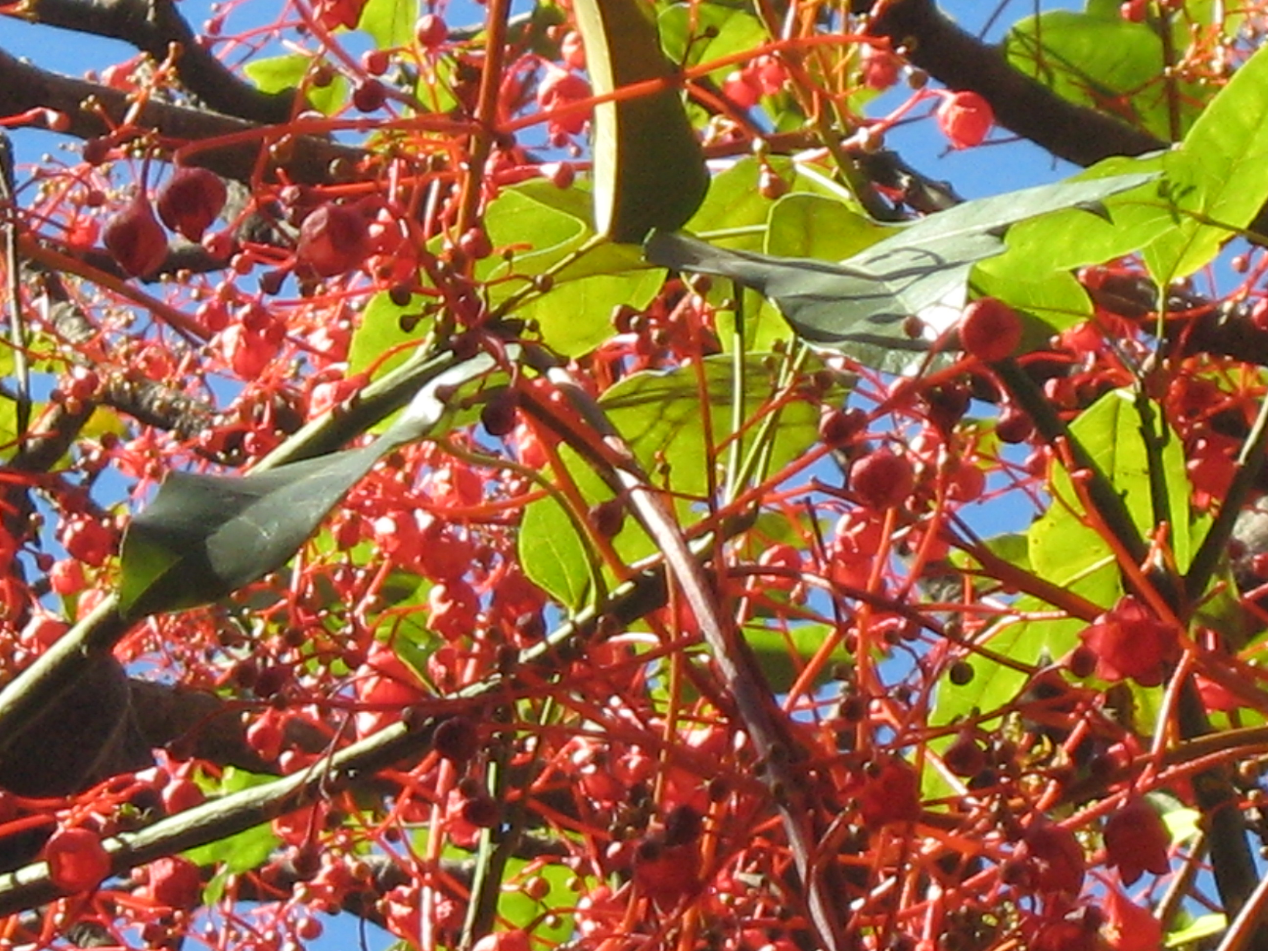 Brachychiton acerifolius