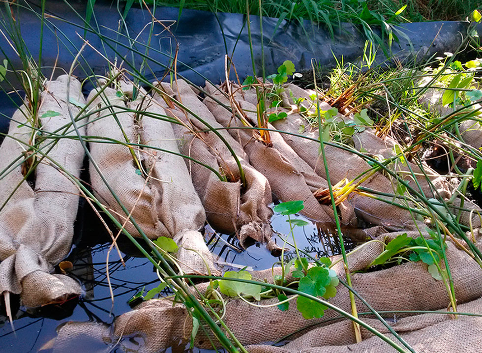 Con plantas nativas, APrA estudia métodos biológicos para contribuir a la recomposición ambiental del Riachuelo