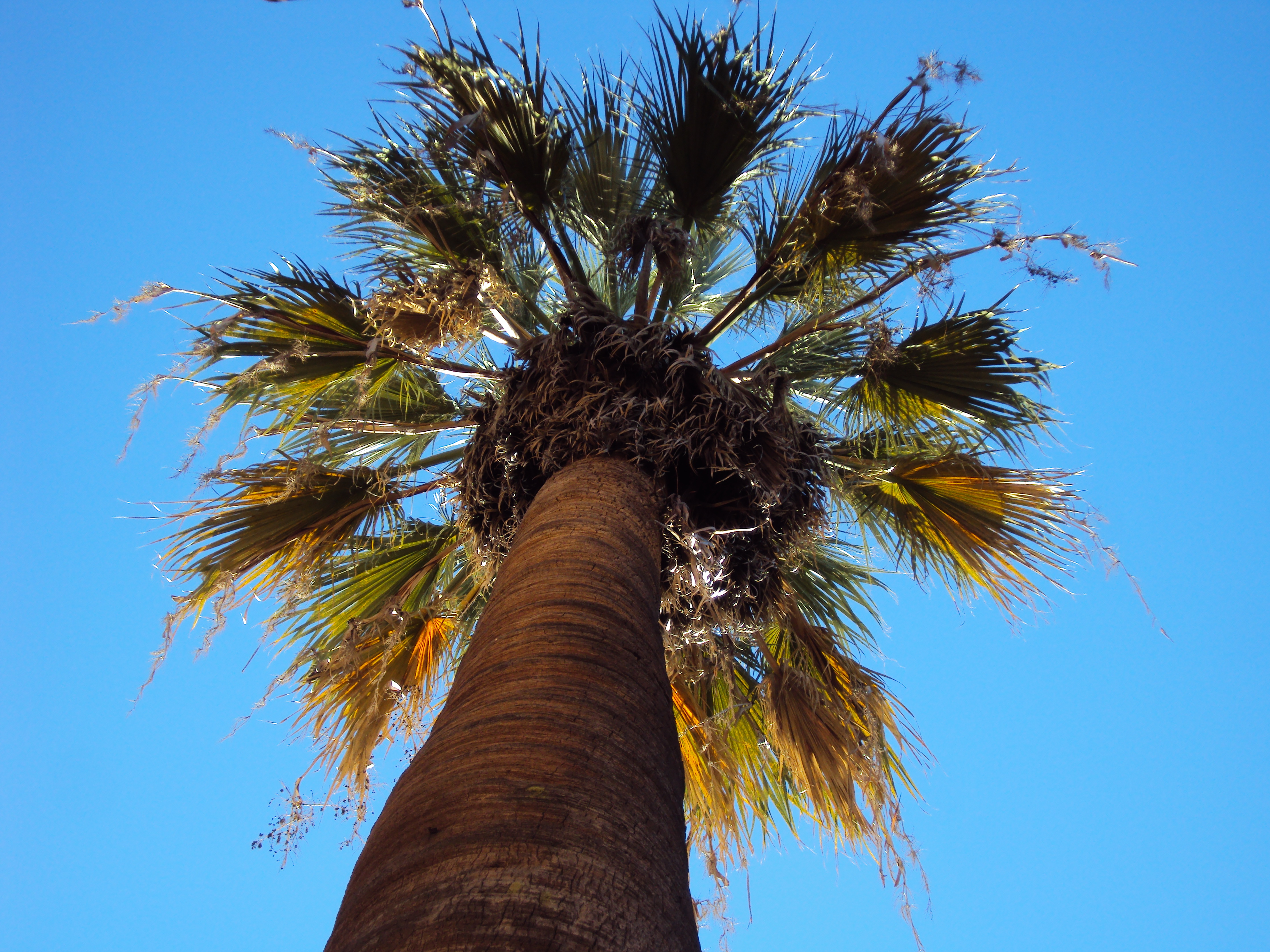 Washingtonia filifera