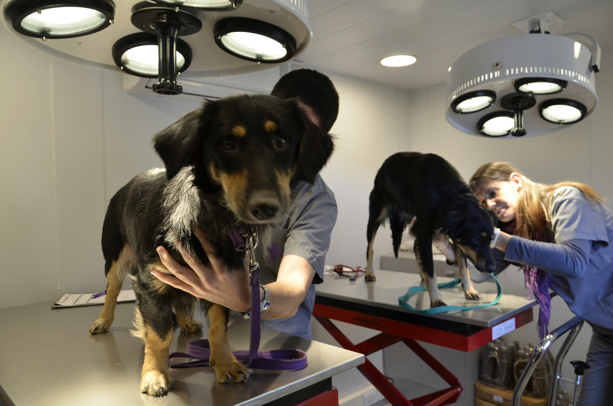 ¿Te enteraste que hay un nuevo Portal Fijo de Atención Veterinaria y Castración Gratuita para mascotas?