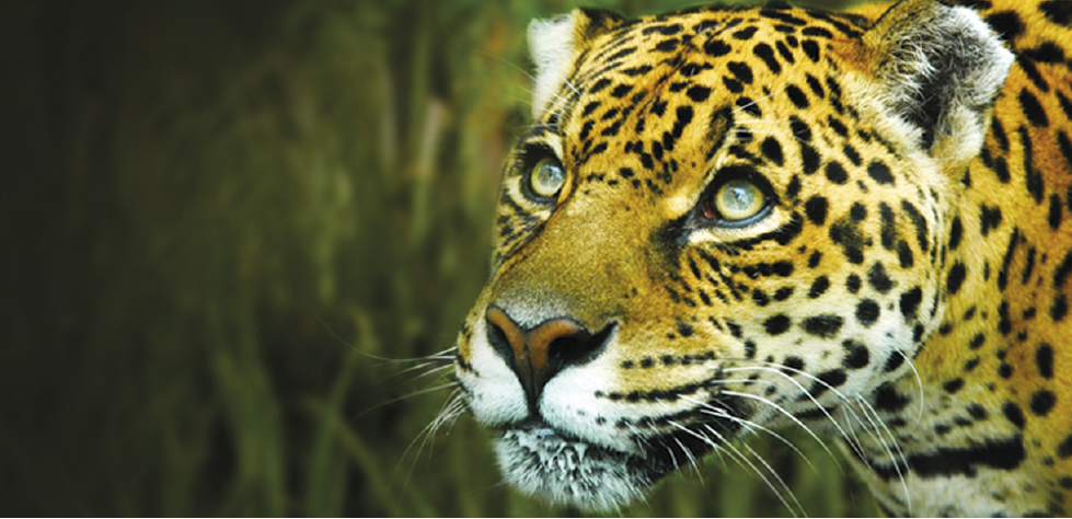 Proyectos de conservación de biodiversidad tendrán ahora apoyo de la Ciudad