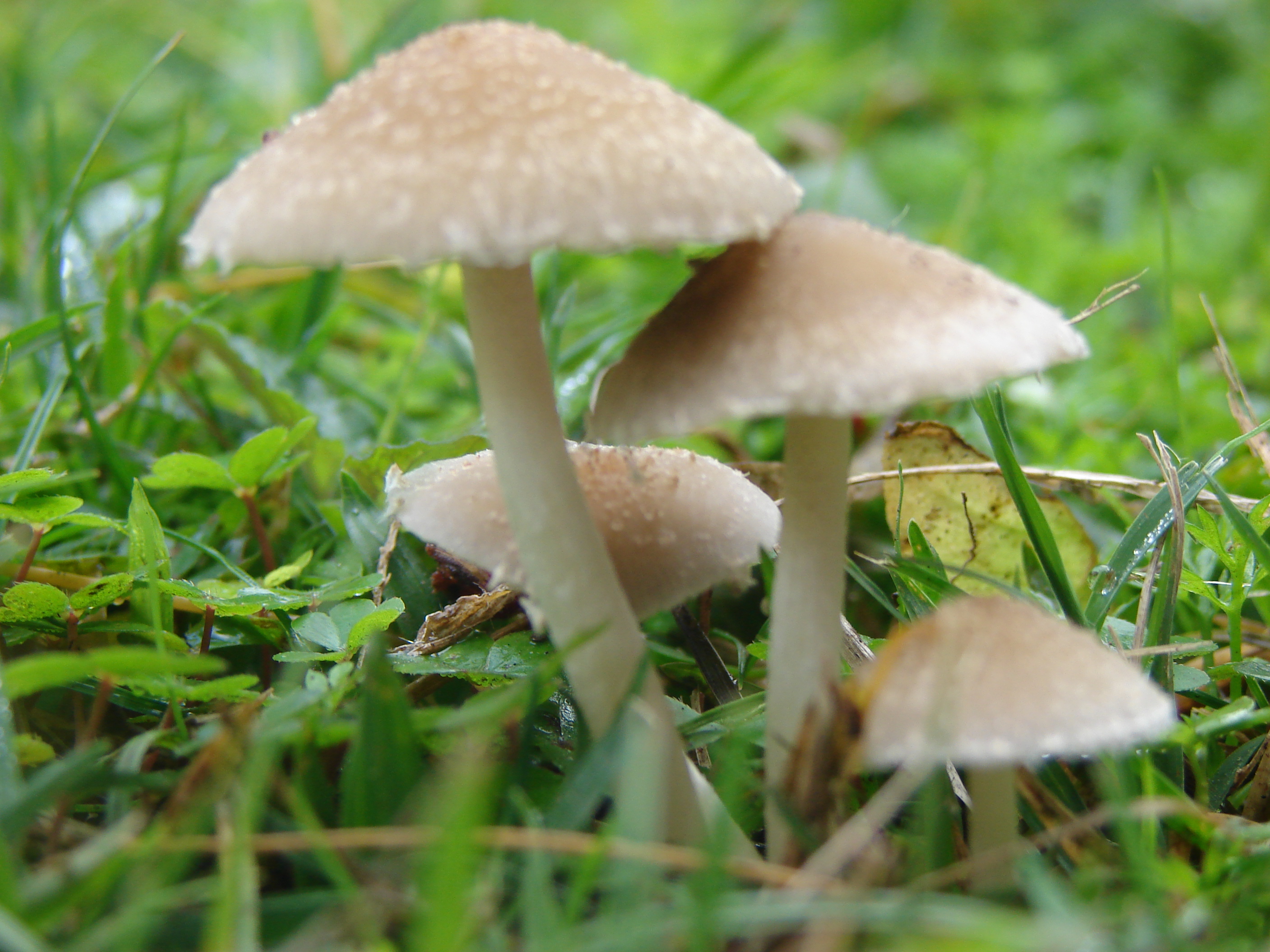 Relevamiento de hongos en el Jardín