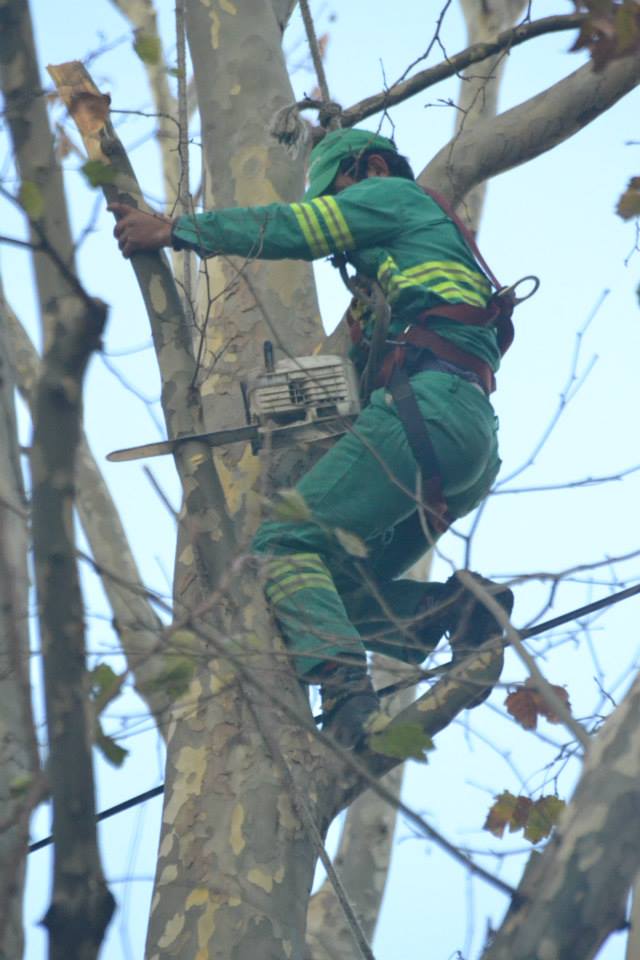 Continúan los trabajos de poda en la Comuna 14