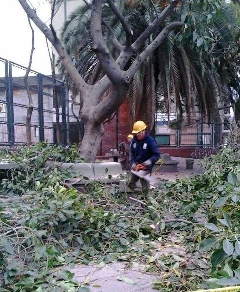 Plan de poda invernal