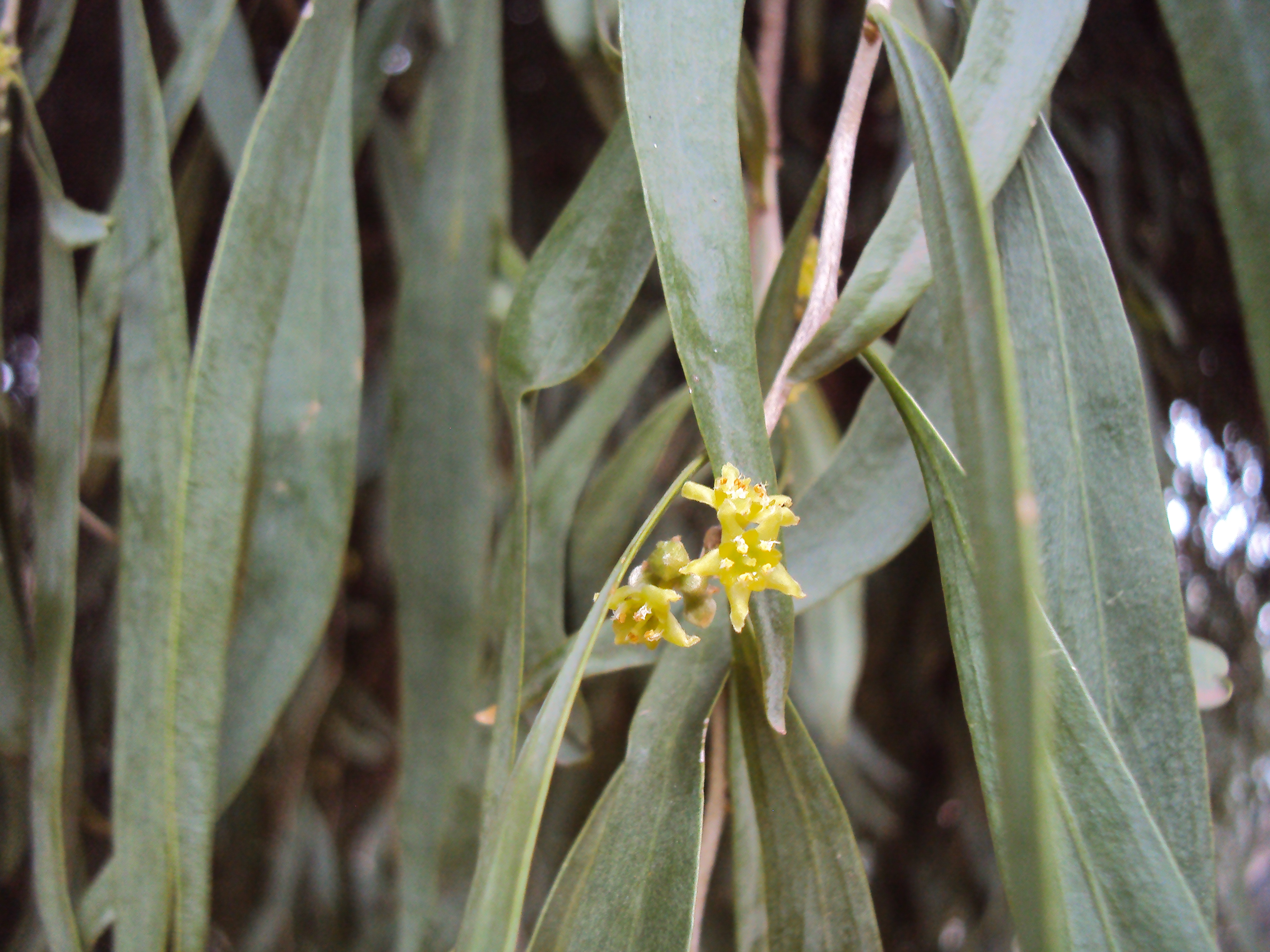 Acanthosyris falcata