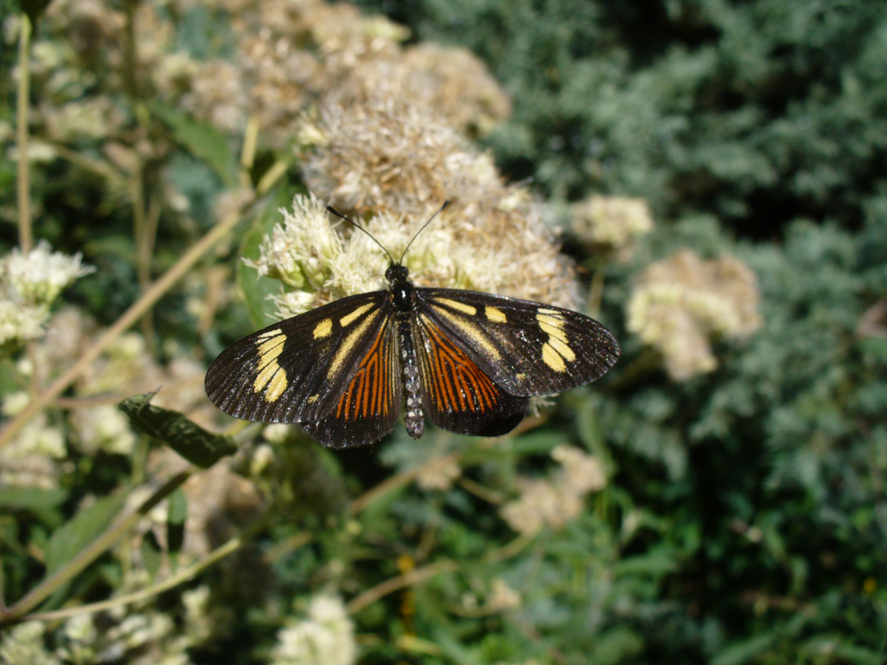 Llegamos a las 65 especies!!!