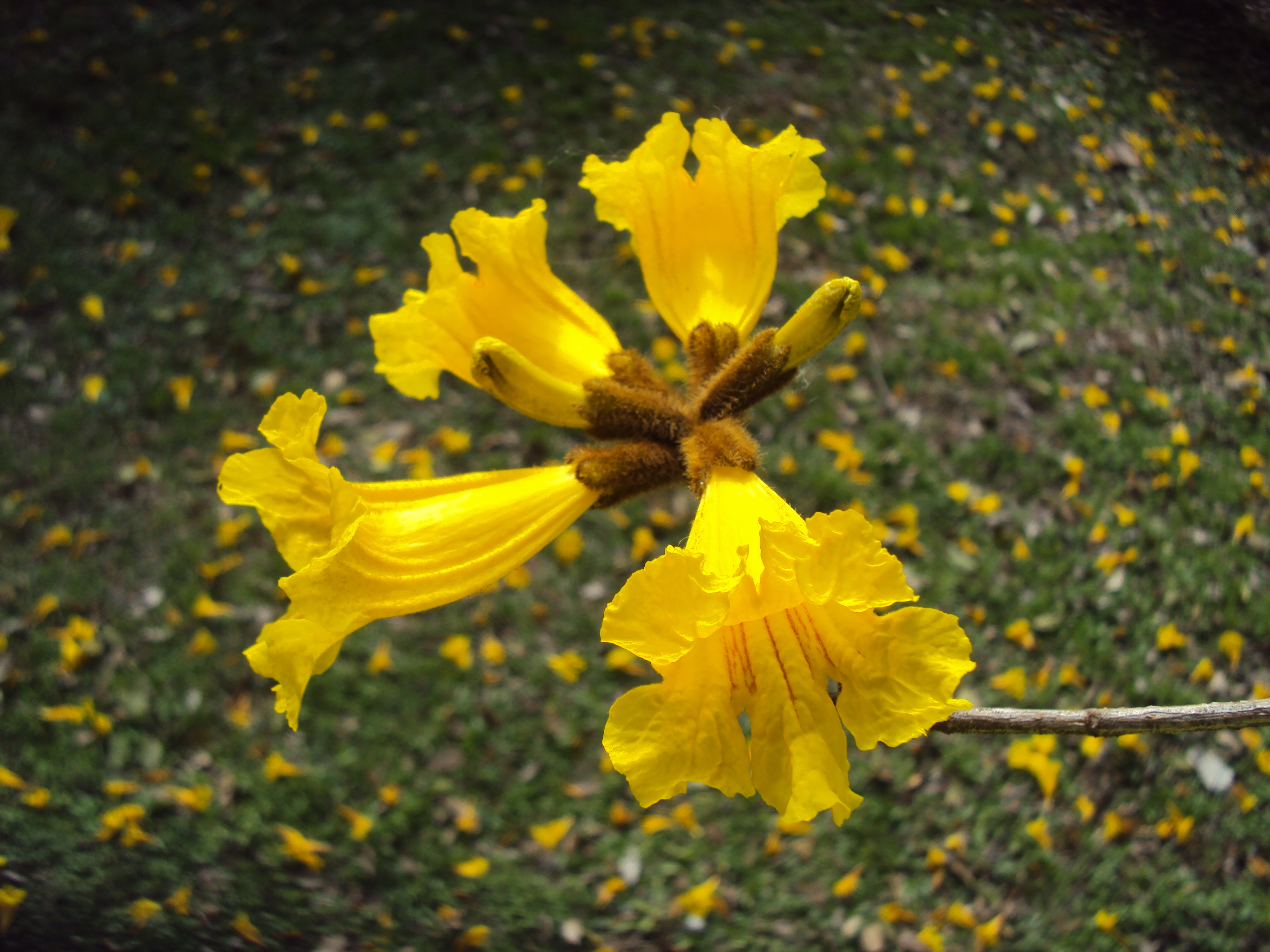 Handroanthus chrysotrichus