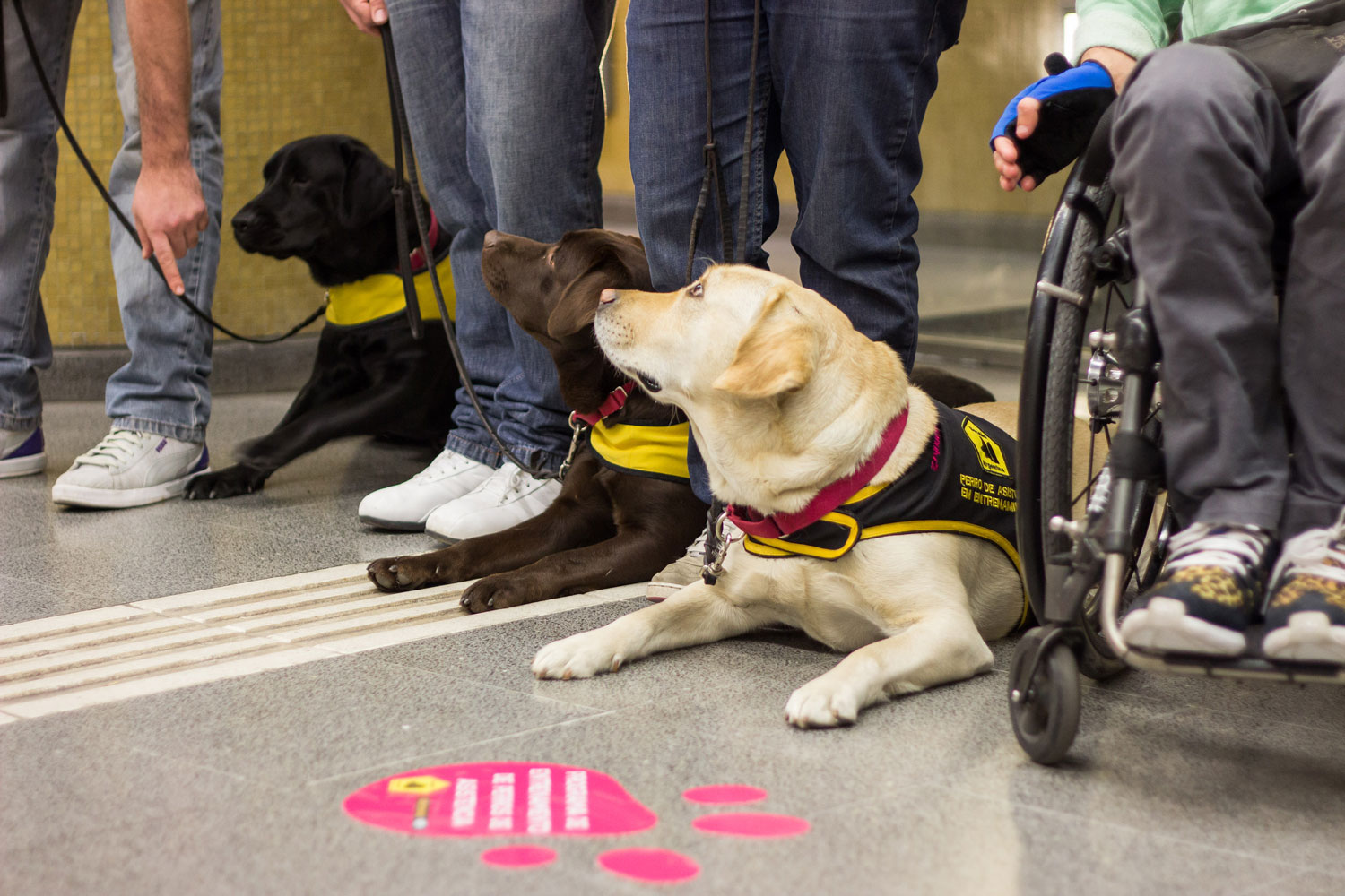 Entrenamiento de perros de asistencia en el subte