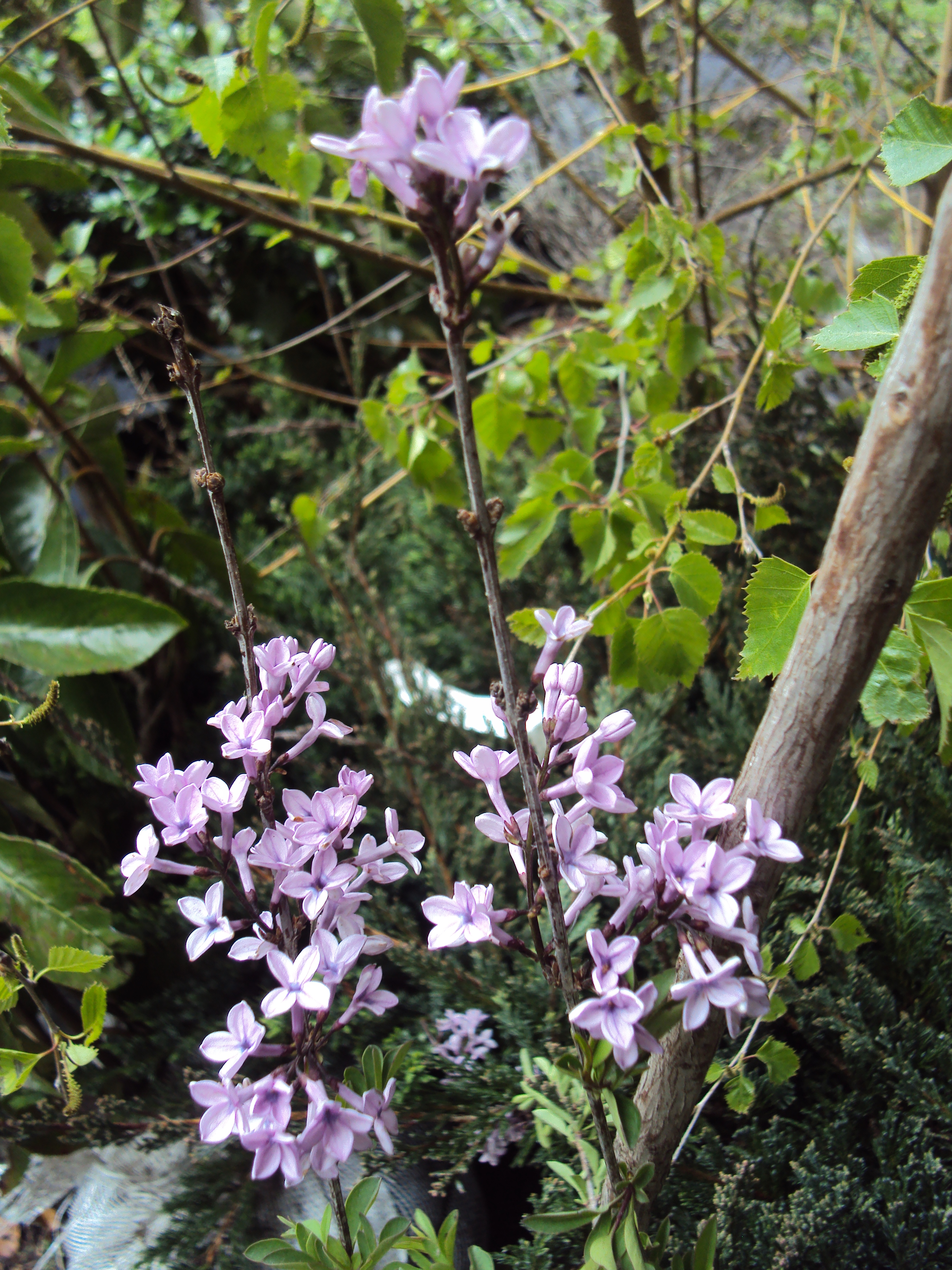 Aumenta la colección científica