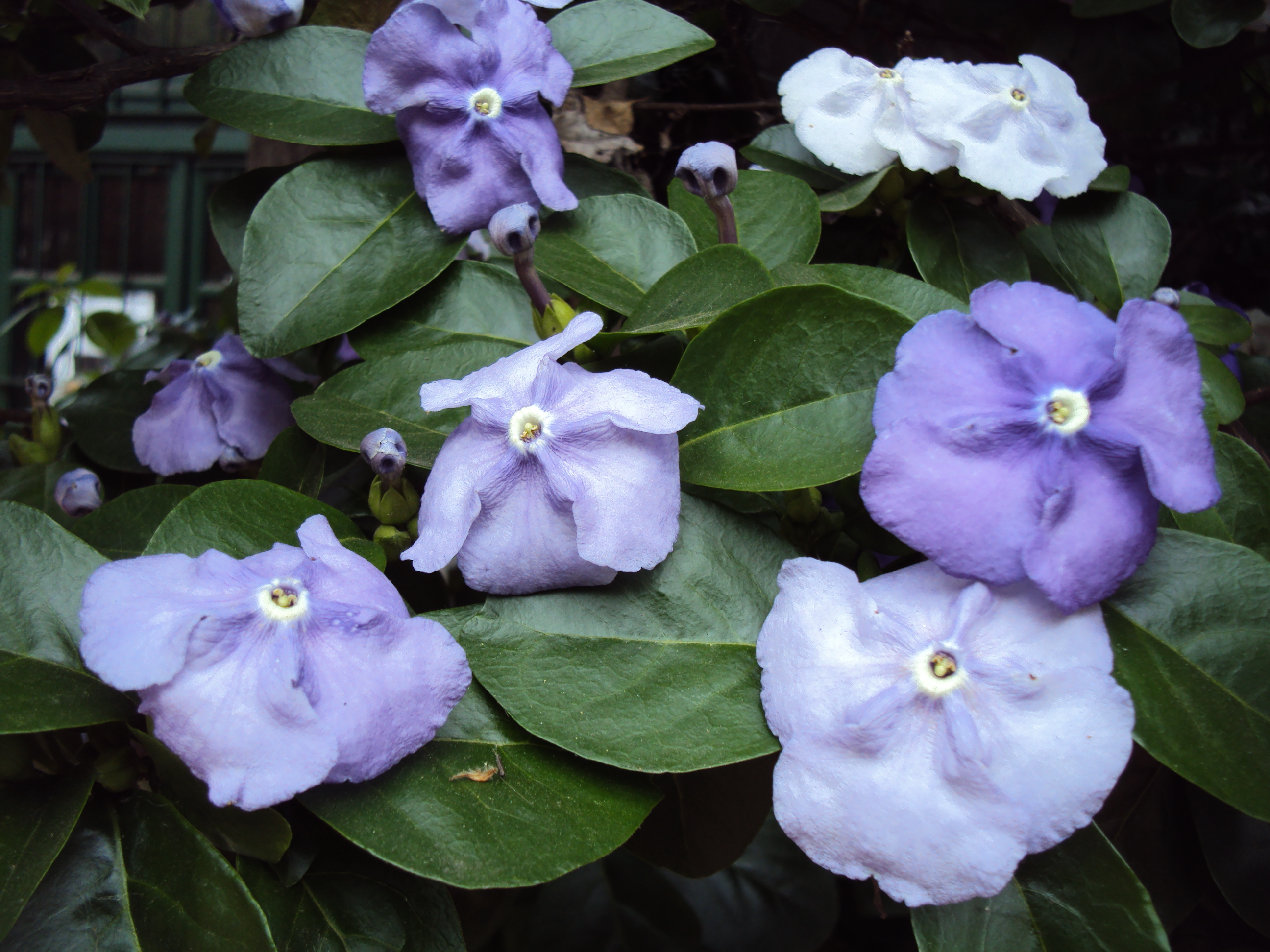 Brunfelsia australis 