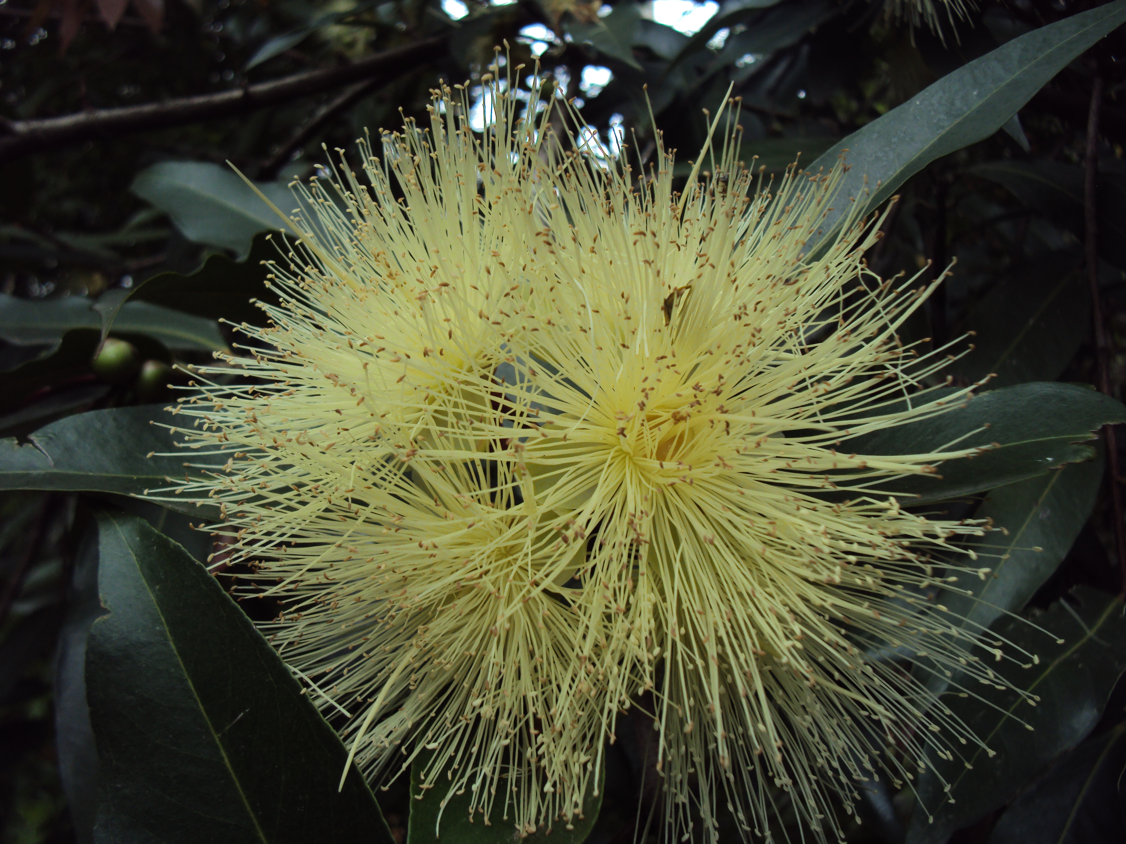 Syzygium jambos
