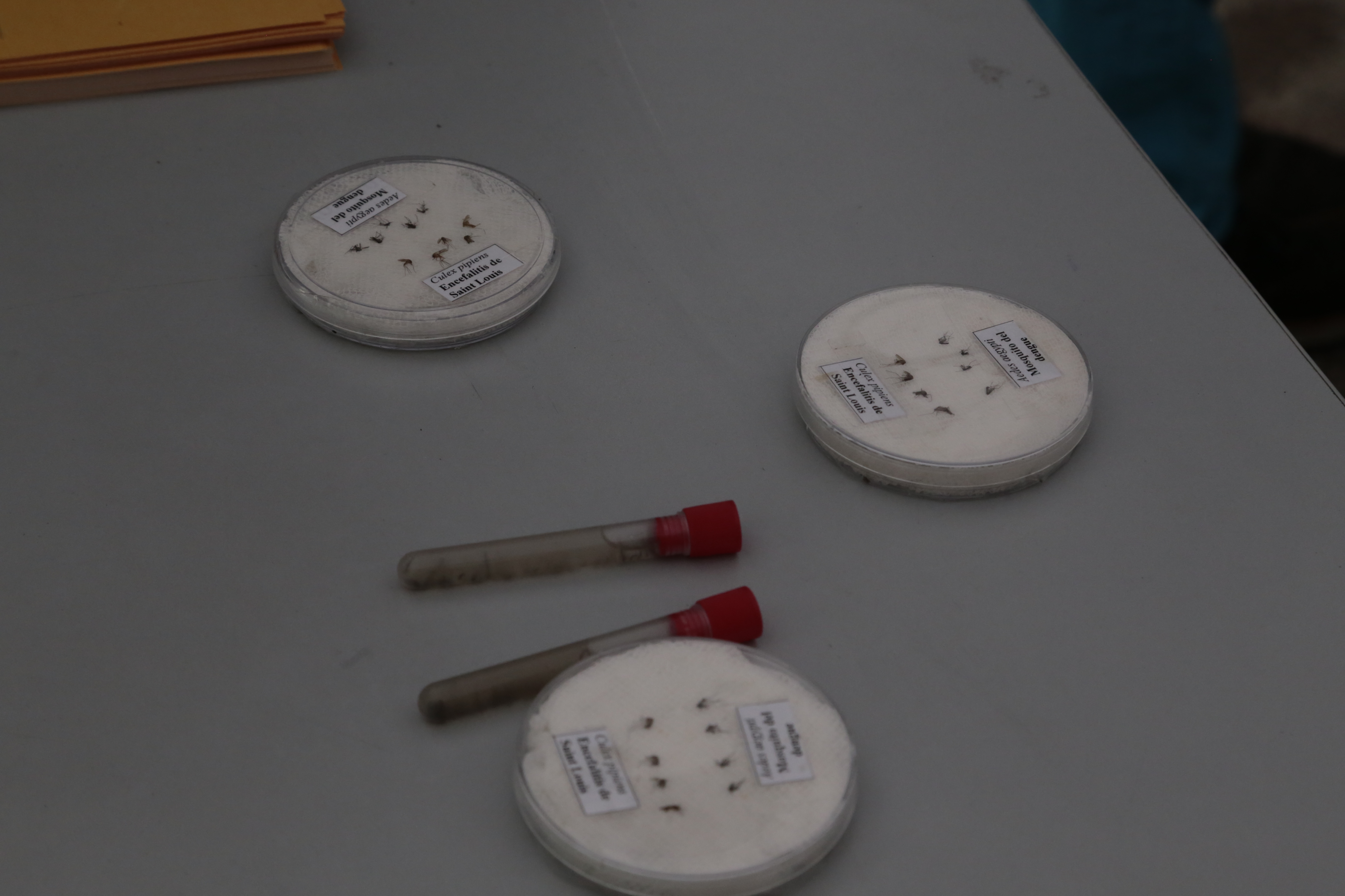 El operativo para prevenir el dengue