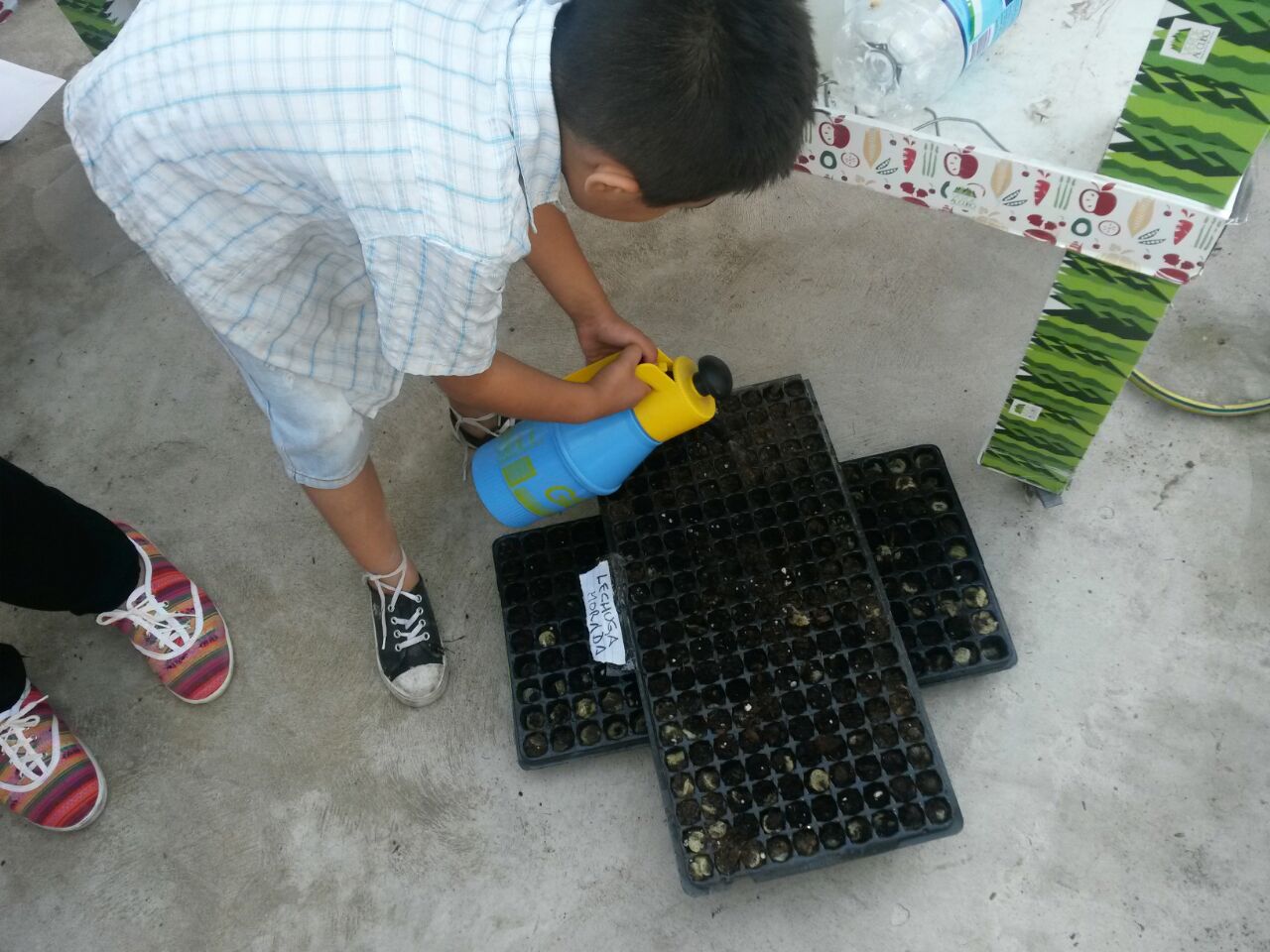 Comenzó la siembra de Hidroponia en las Escuelas