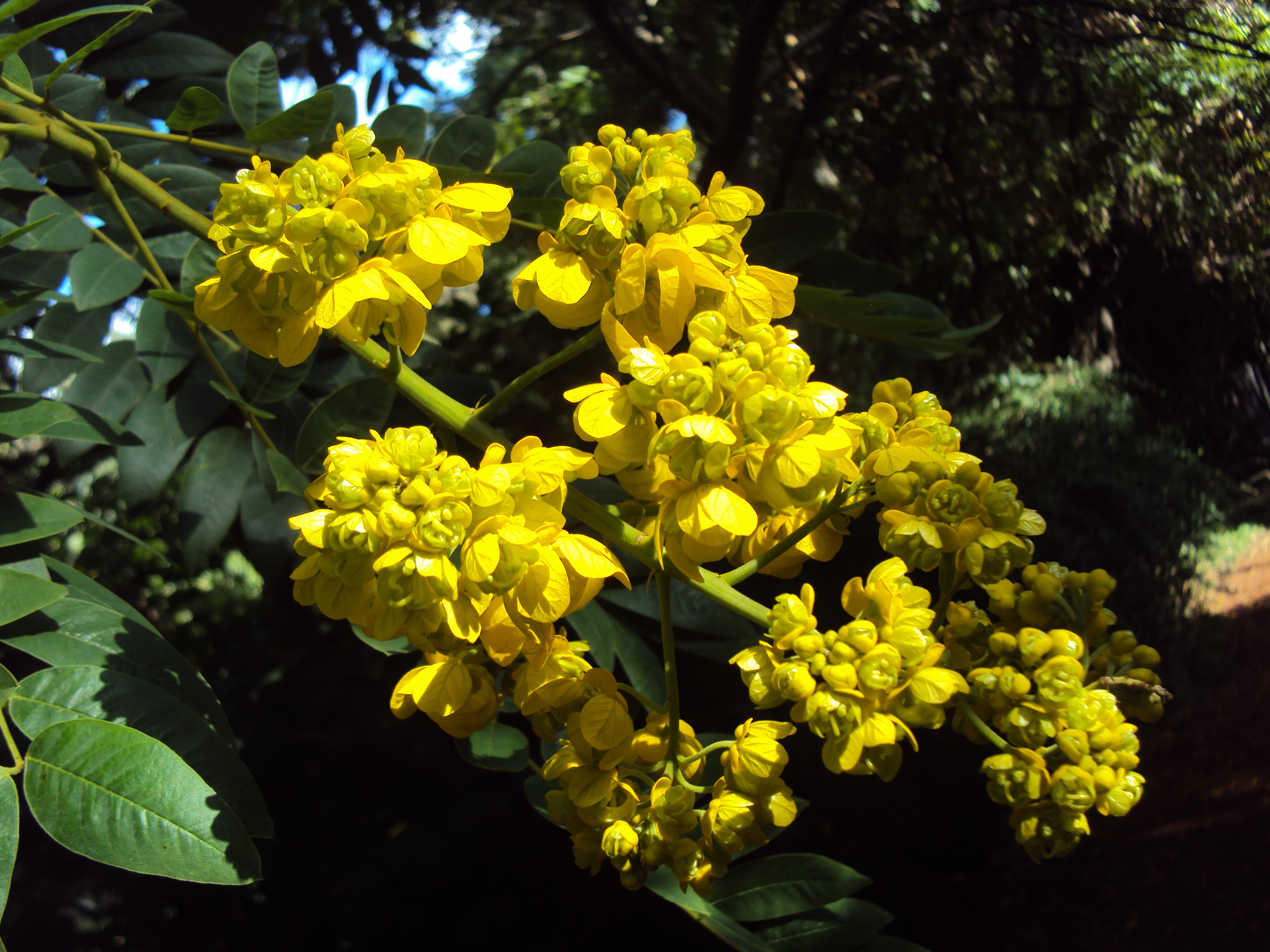 Senna spectabilis