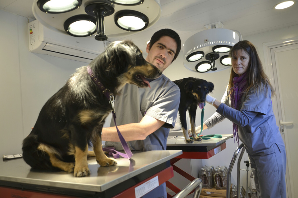 Continúan las Atenciones Veterinarias Gratuitas para mascotas