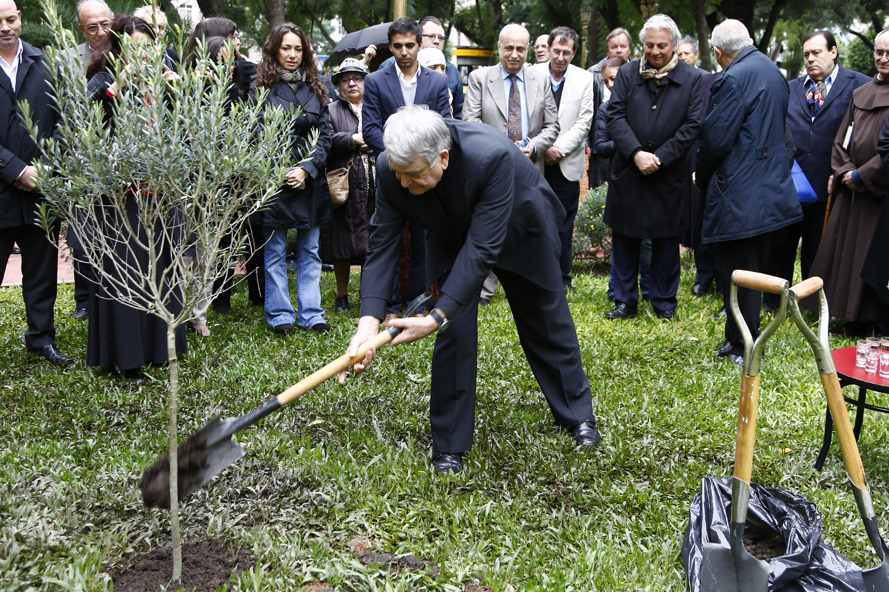 Un nuevo Olivo para la Plaza Rodríguez Peña