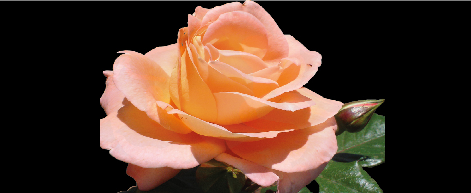 Coro Trilce estrena repertorio: Días de Agua y Rosas