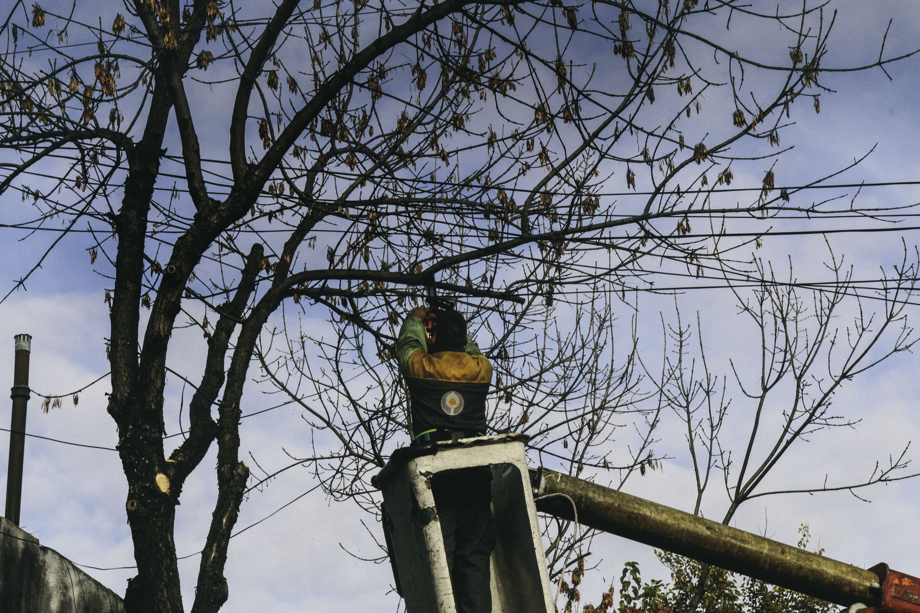 Campaña de la Ciudad para intervenir más de 60 mil árboles