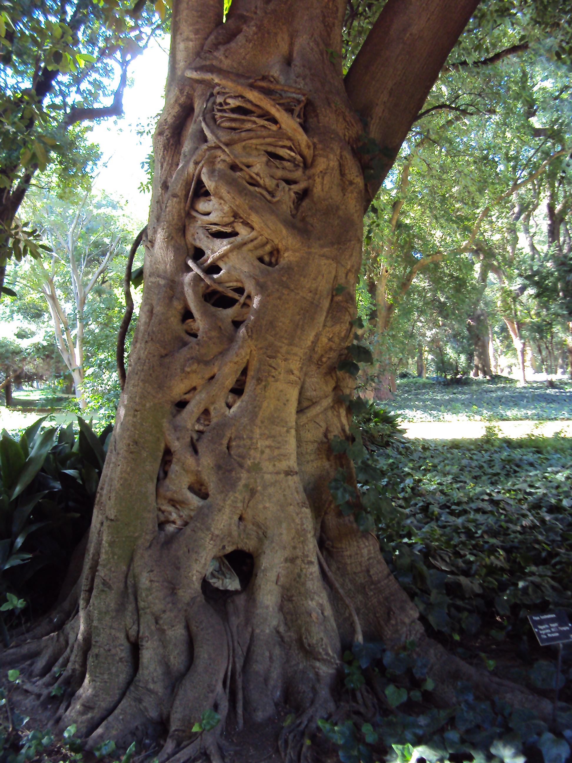 Ficus luschnathiana