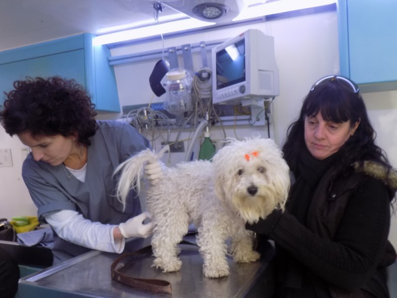 Mascotas de la Ciudad en Parque Avellaneda