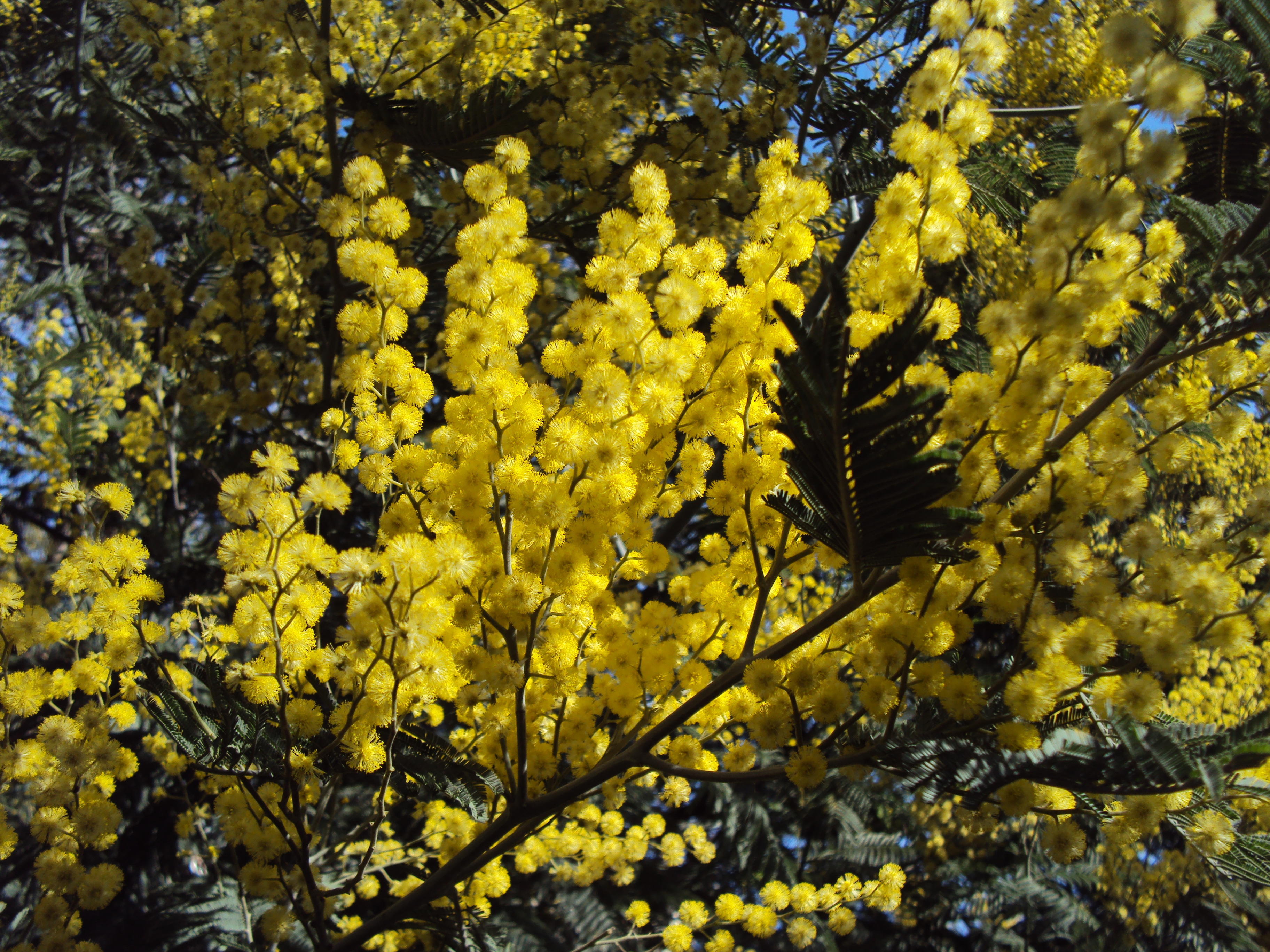 Acacia dealbata