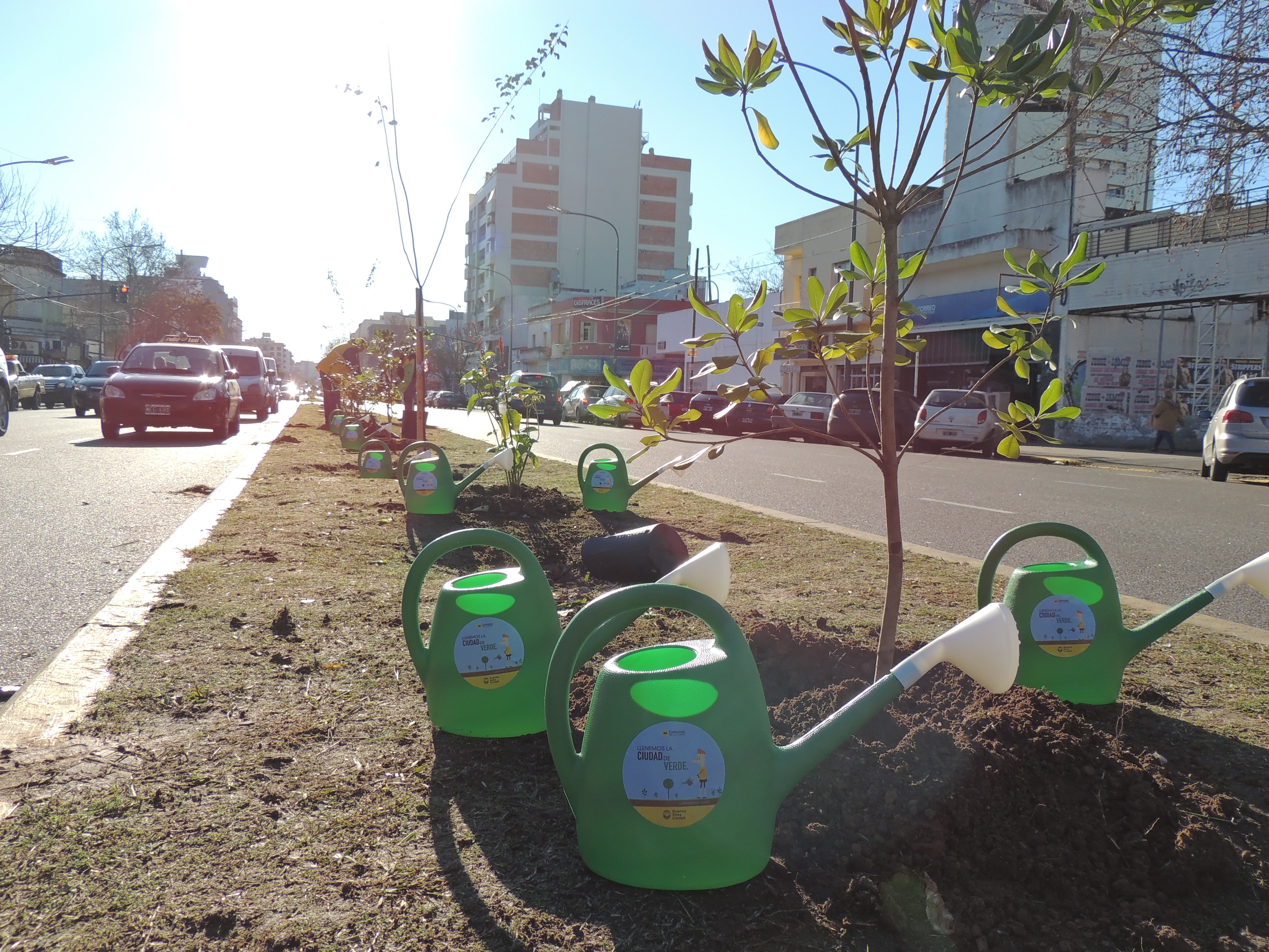 Plantación de ejemplares
