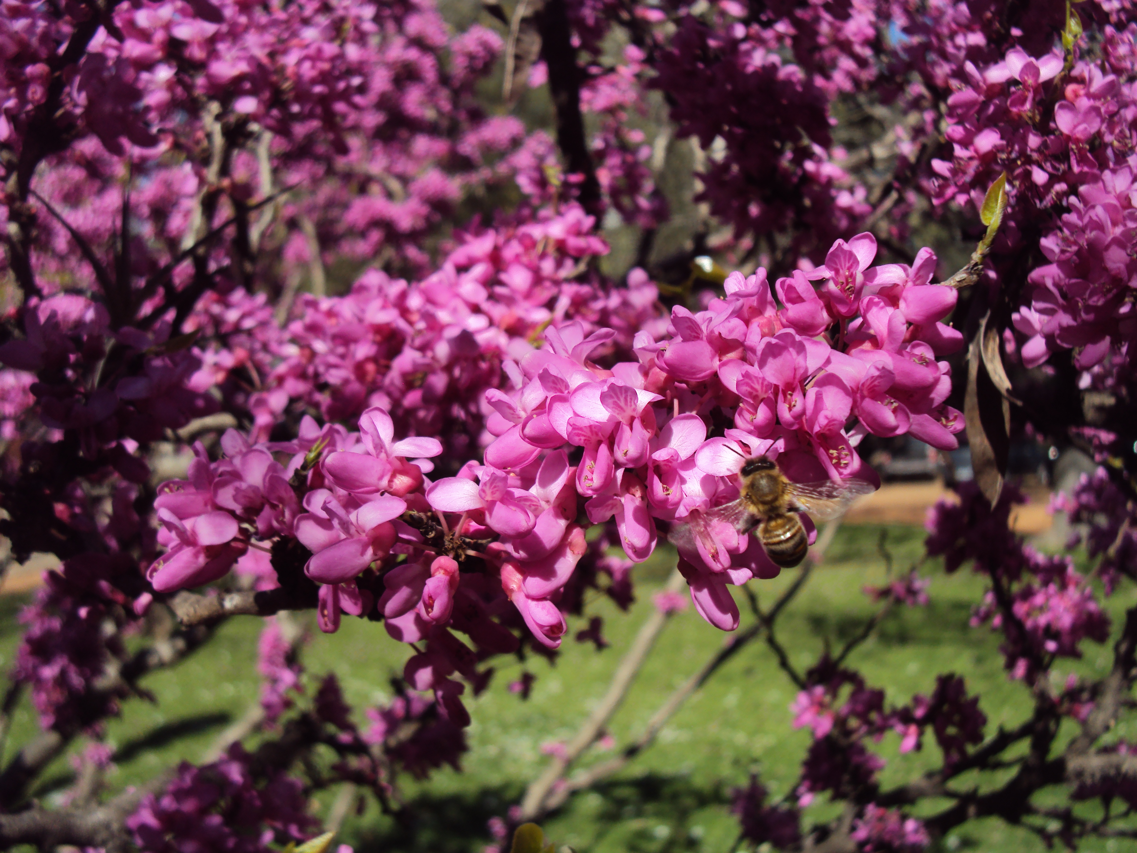 Cercis glabra