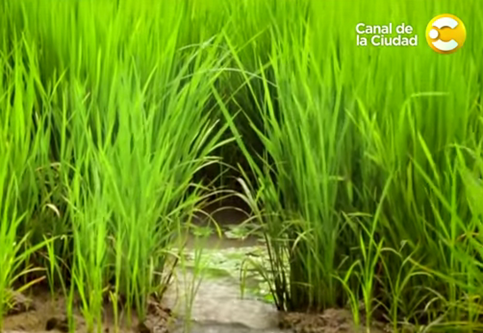 Los trabajos del futuro, en el Canal de la Ciudad