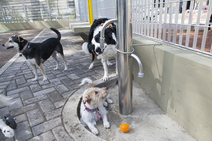 Los Móviles Veterinarios van a los barrios y atienden gratis a las mascotas