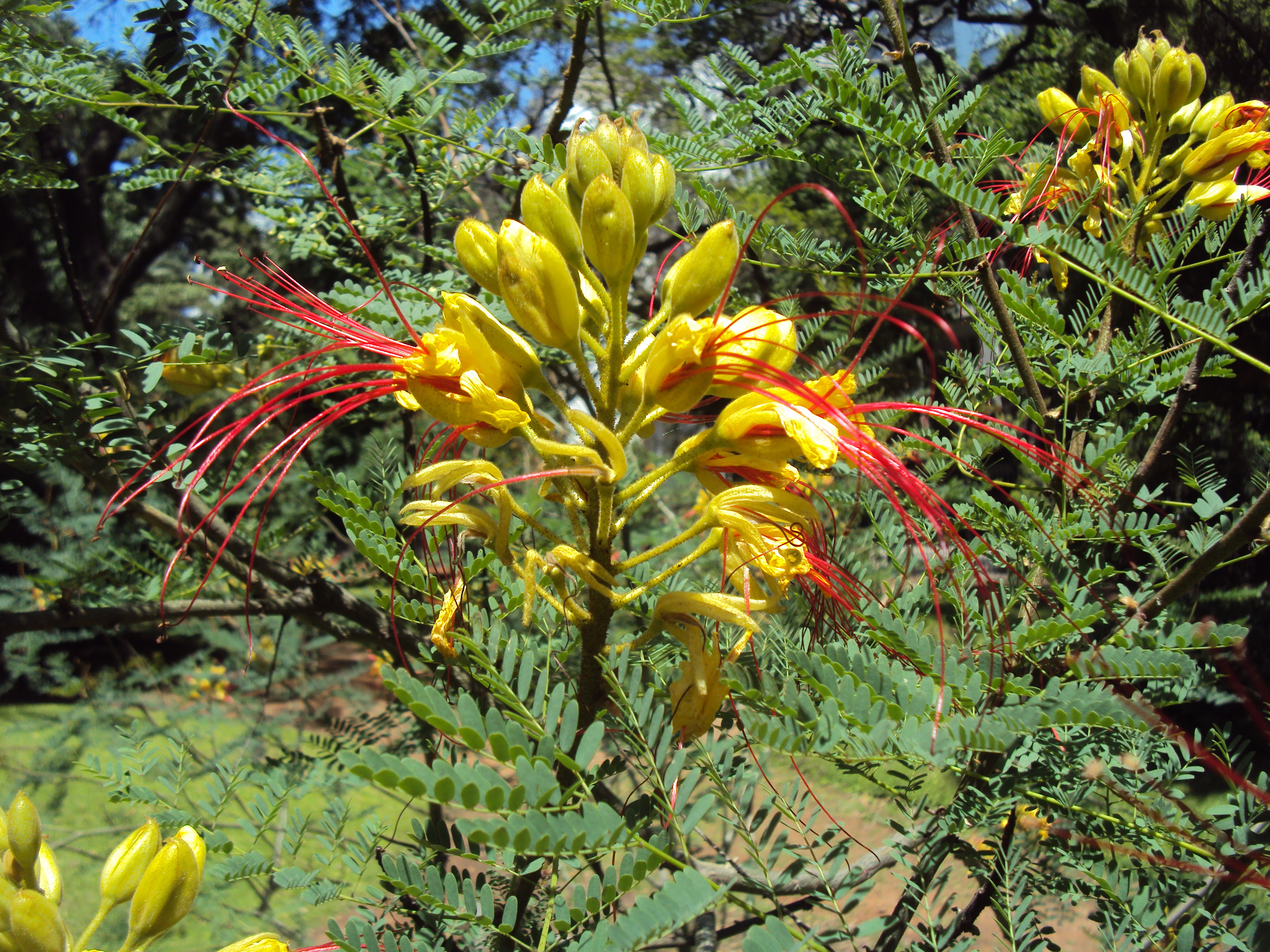 Caesalpinia gilliesii 