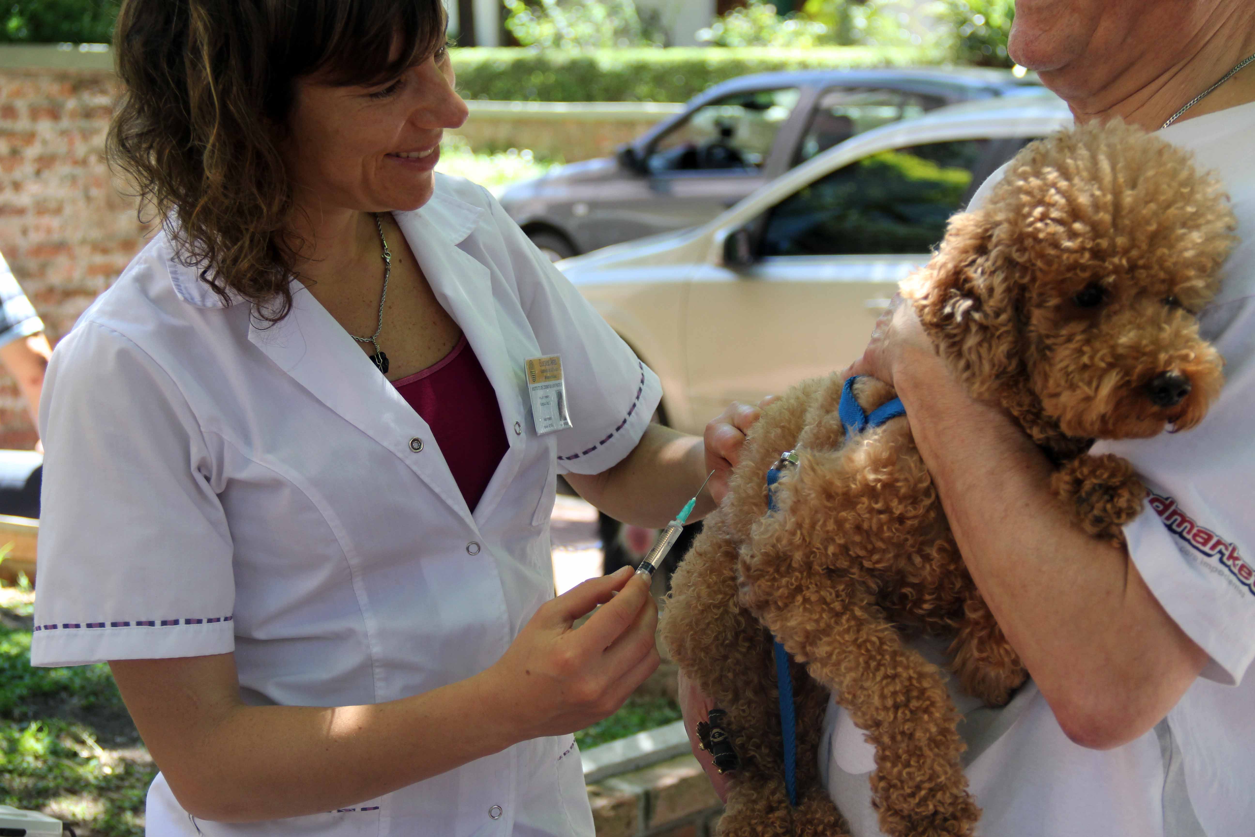 Finalizó la campaña de vacunación antirrábica gratuita para perros y gatos