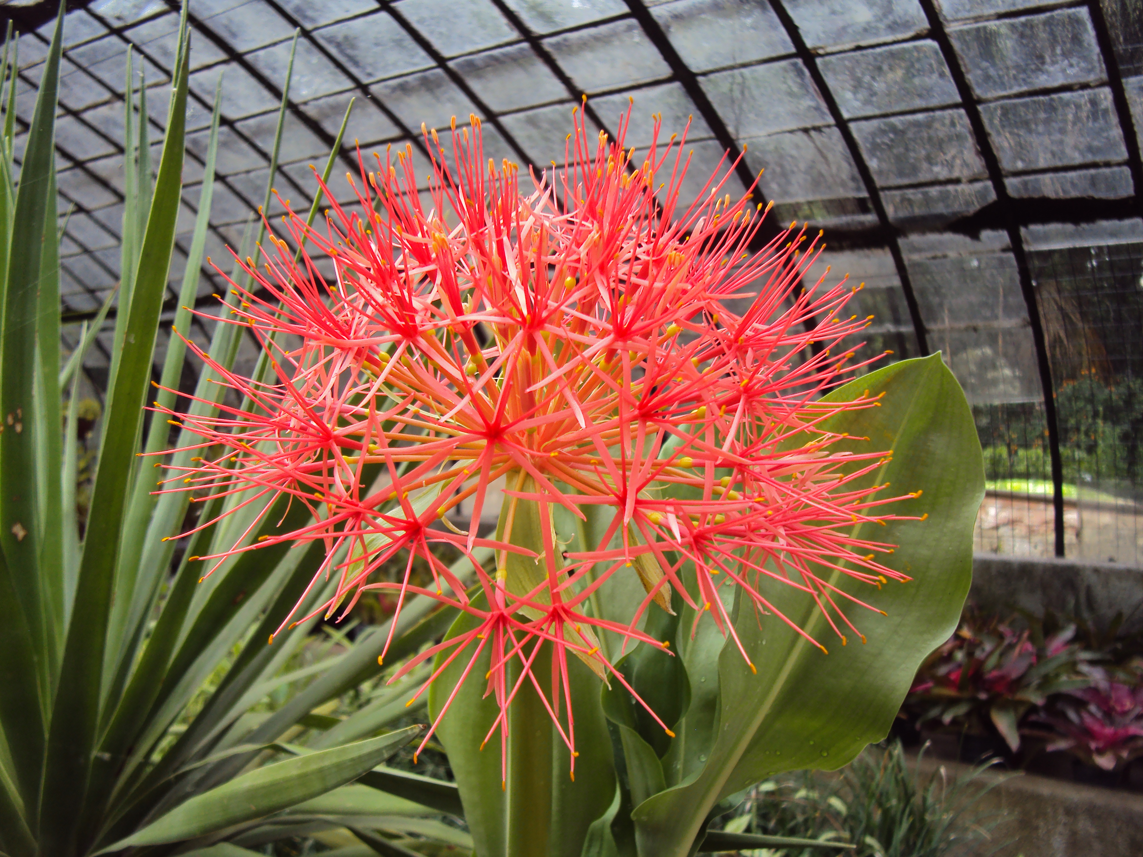 Scadoxus multiflorus