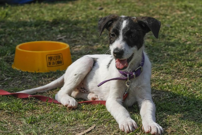 Los pasos a seguir antes de realizar una denuncia por maltrato animal