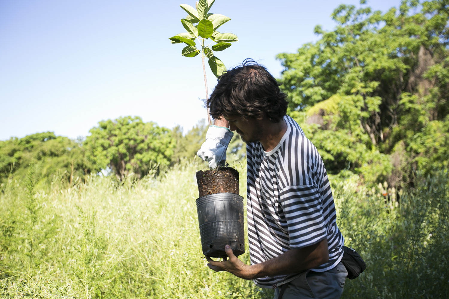 La Ciudad restaura las márgenes del arroyo Raggio con árboles nativos