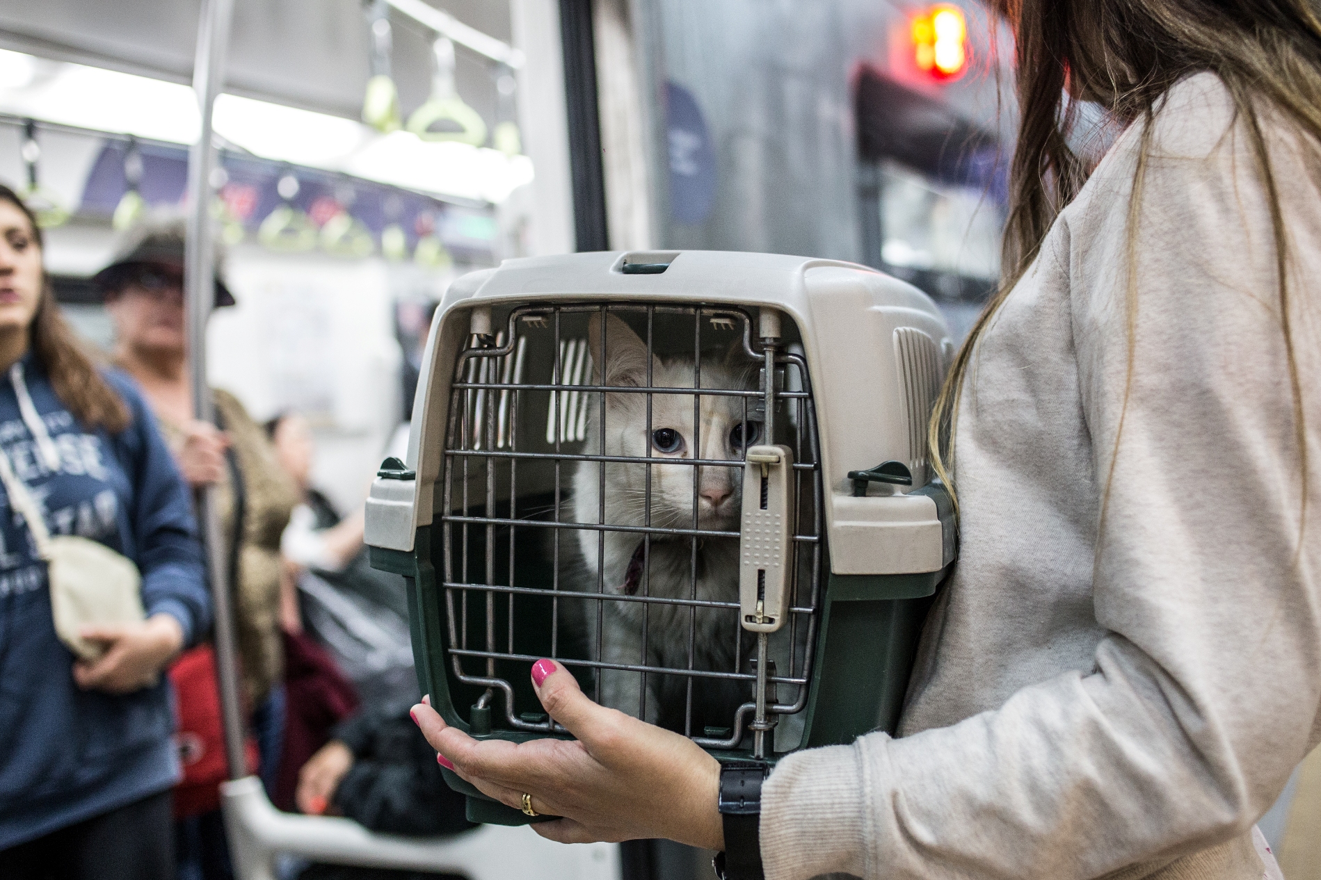Conocé cómo viajar con tu mascota