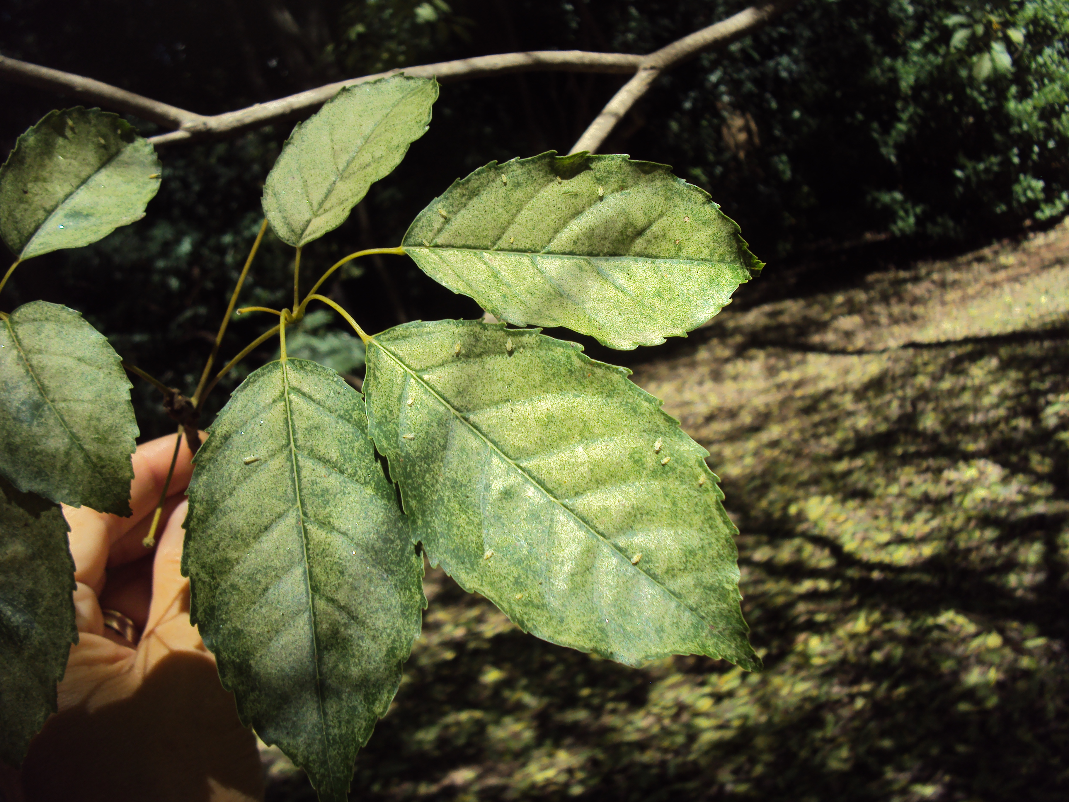 Una nueva plaga en el Jardín Botánico