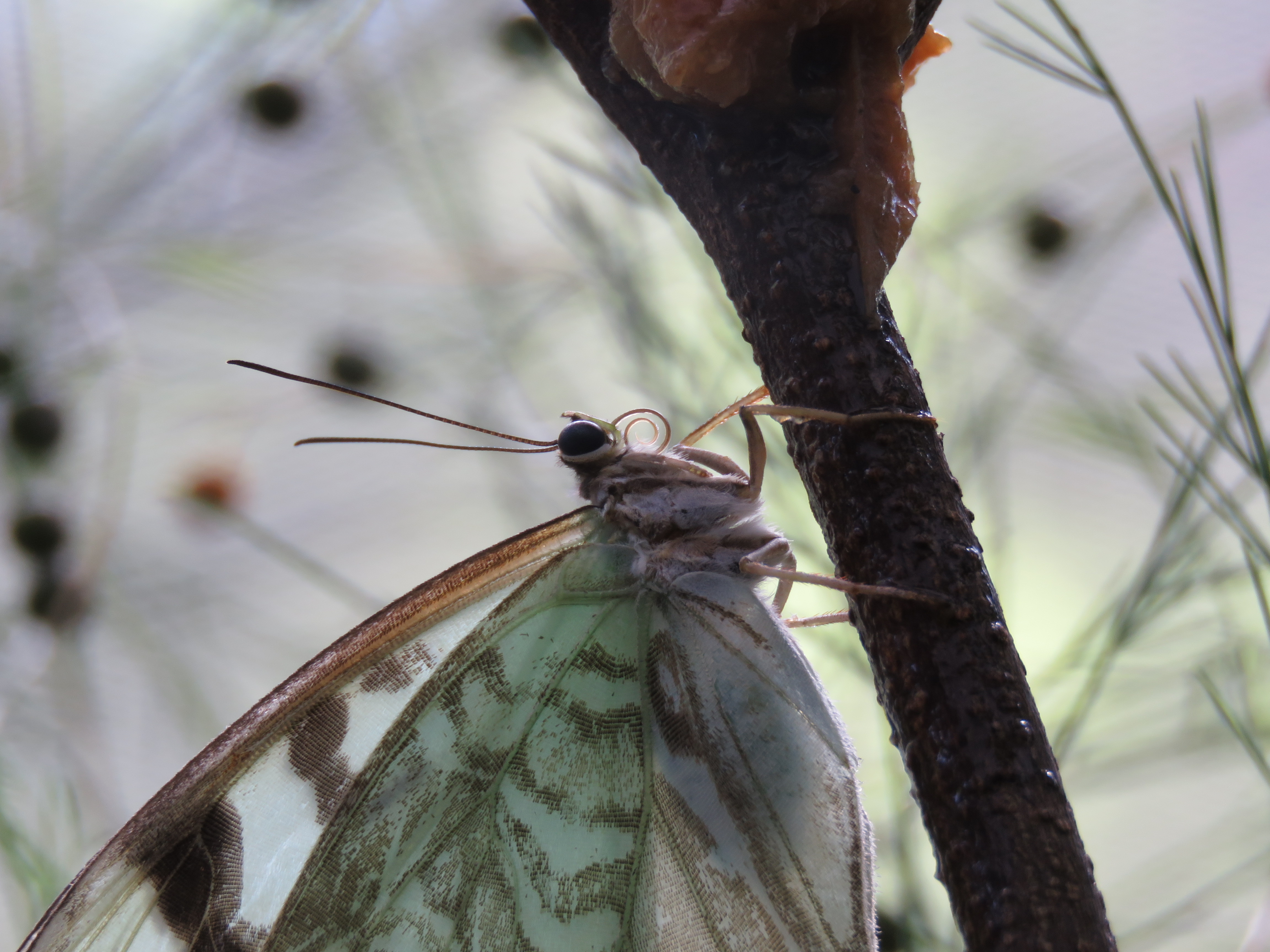 Proyecto abierto a la comunidad:  Reintroducción en la Ciudad de la mariposa "bandera argentina"