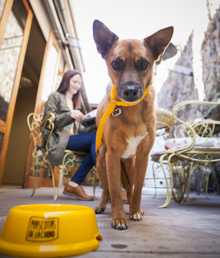 Salí por la Ciudad a comer con tu mascota
