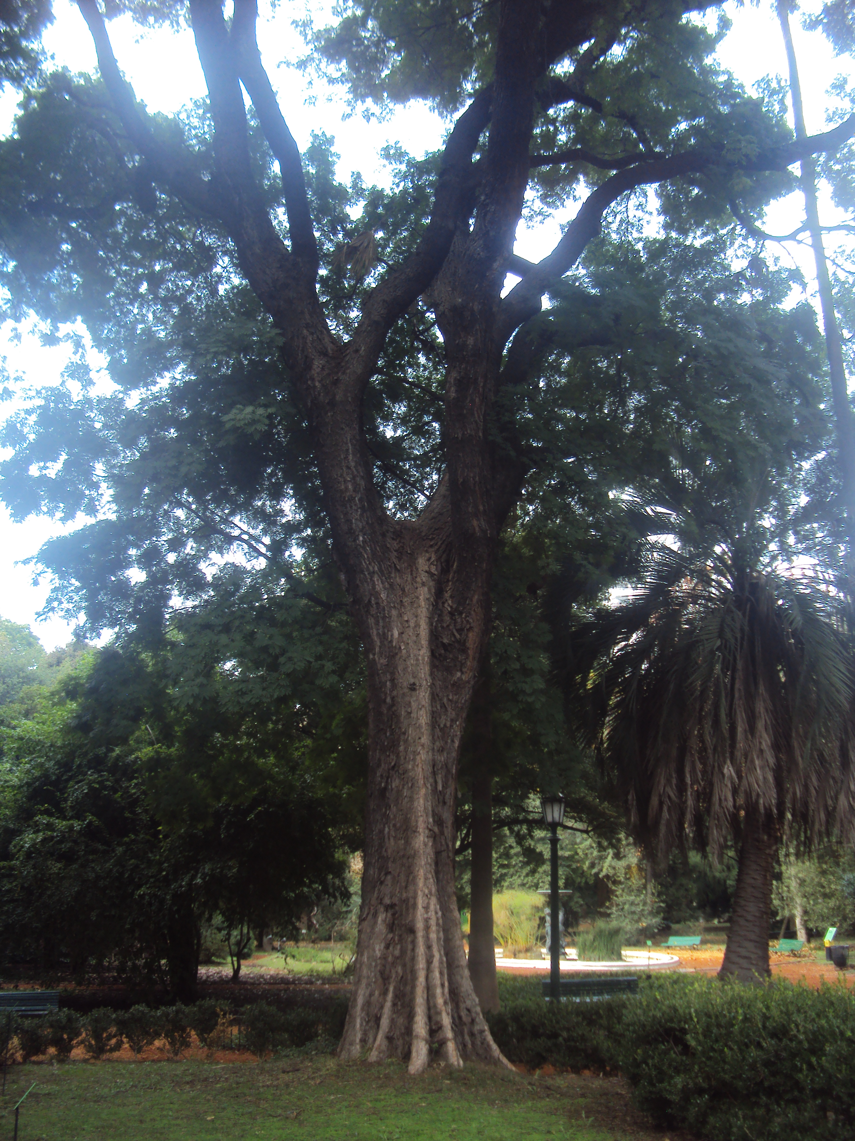 Parapiptadenia rigida