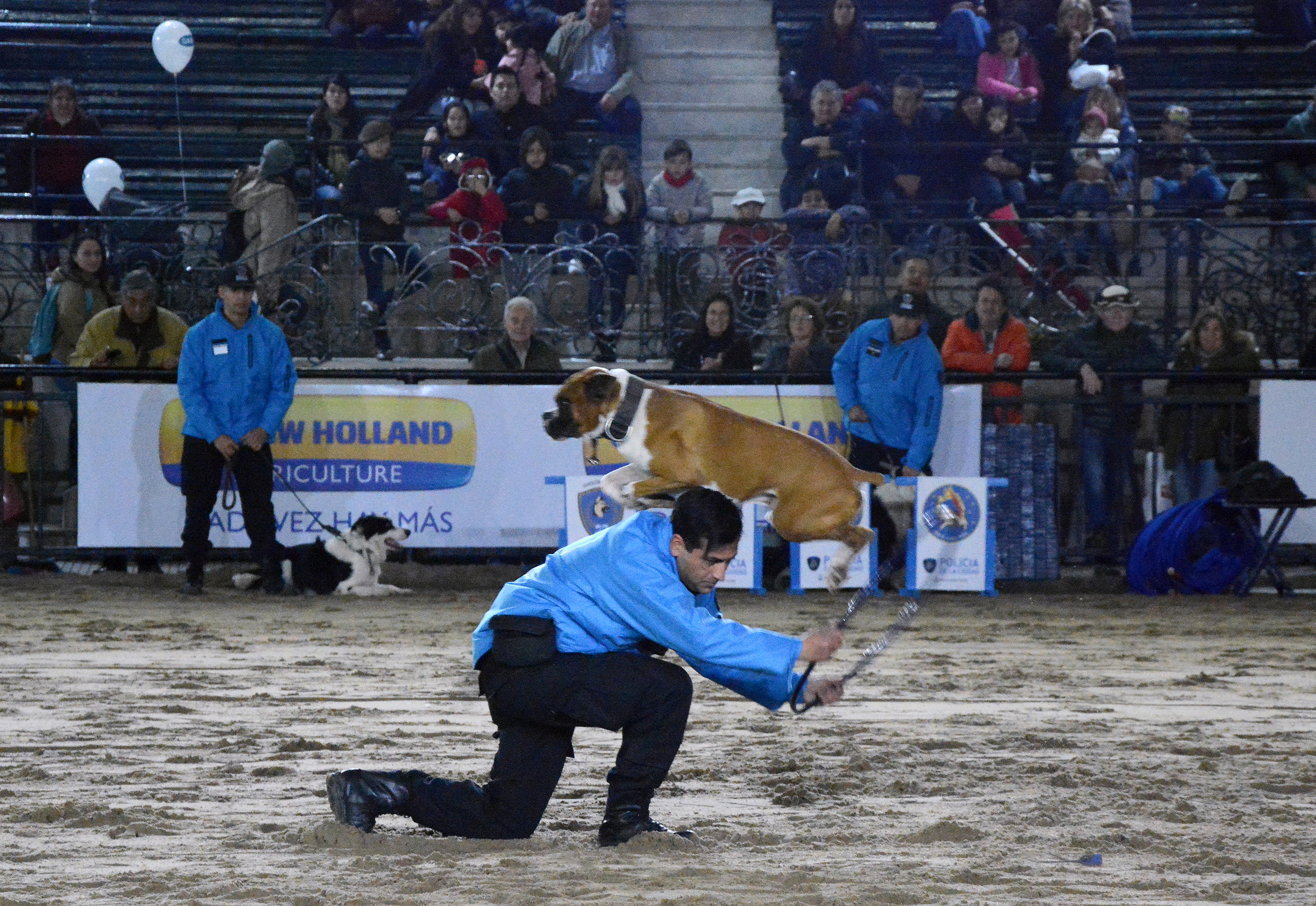 La División Perros de la Policía de la Ciudad brindó un espectáculo en La Rural